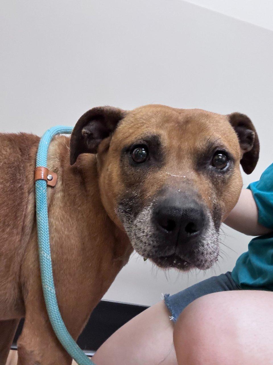Miles, a Adoptable Mixed Breed in Raleigh, NC image 1/2
