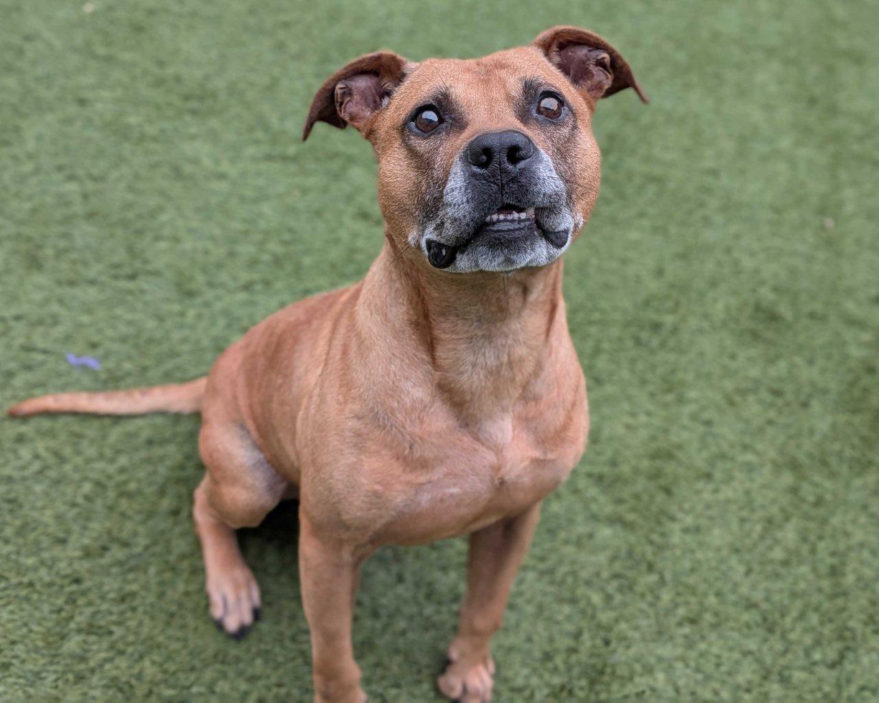 Miles, a Adoptable Mixed Breed in Raleigh, NC image 2/2