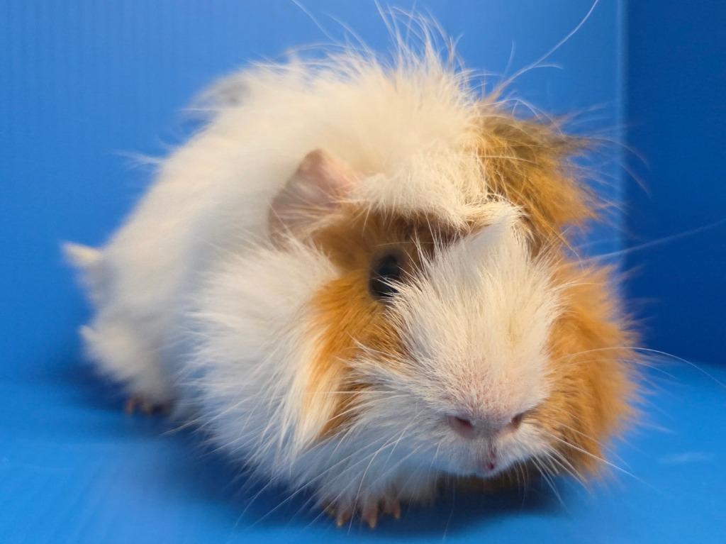 Enlarge Curly, a Adoptable mixed breed in Lewisville, TX image 1/2