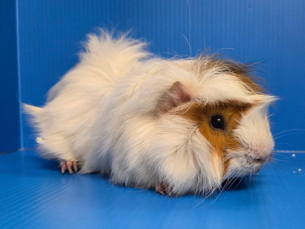 Enlarge Curly, a Adoptable mixed breed in Lewisville, TX image 2/2