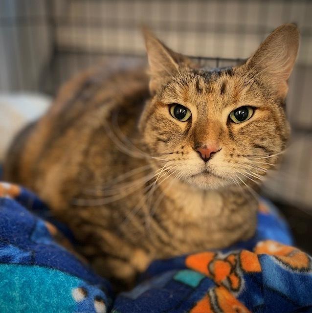 Cubbie, Adoptable, Adult Female Domestic Short Hair.