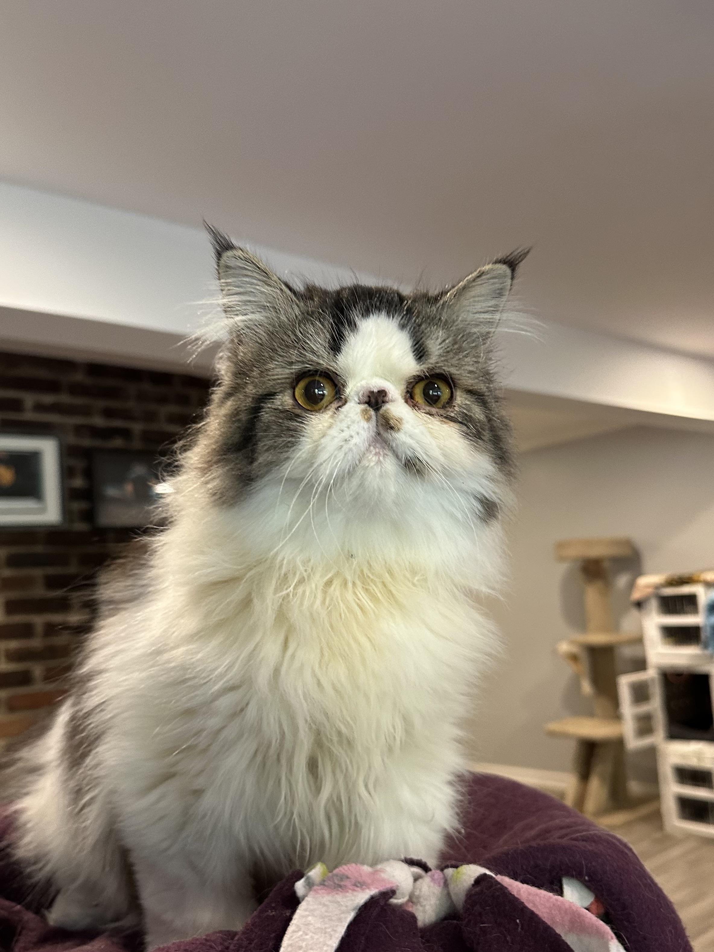Enlarge Koten and Loz (Persian), a ADOPTABLE Persian in Fairfax, VA image 3/6
