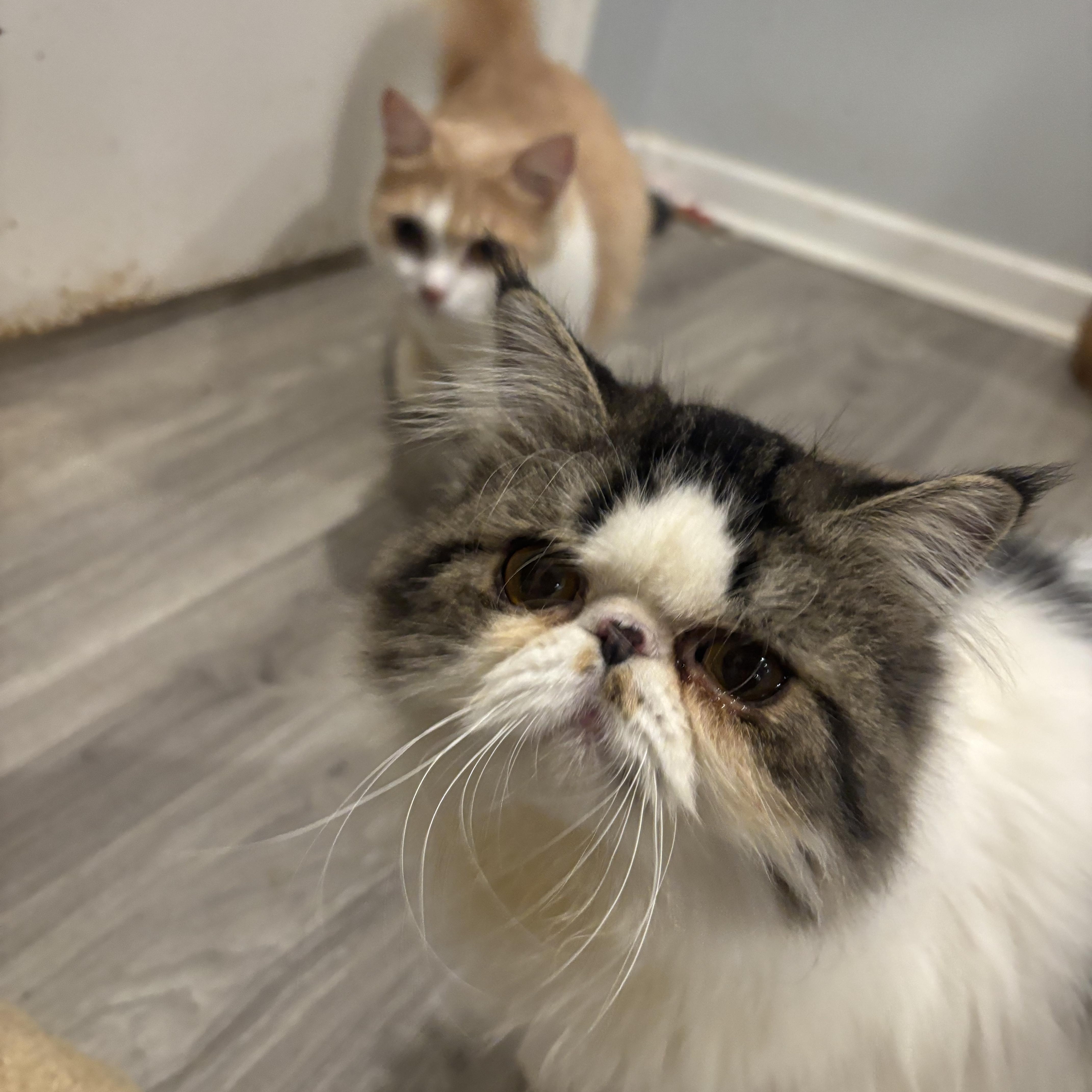 Koten and Loz (Persian), ADOPTABLE, Kitten Male Persian.