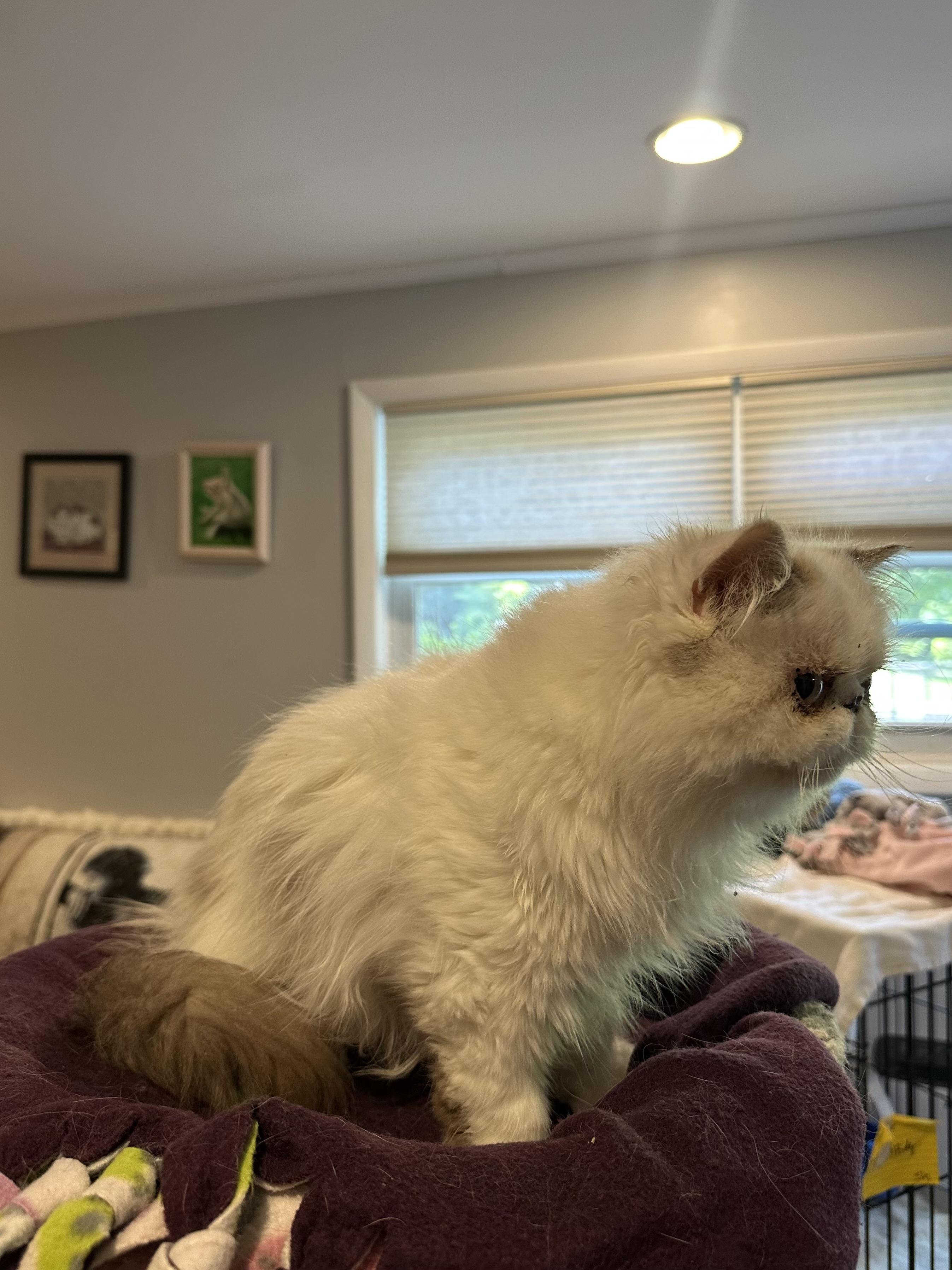 Enlarge Koten and Loz (Persian), a ADOPTABLE Persian in Fairfax, VA image 4/6