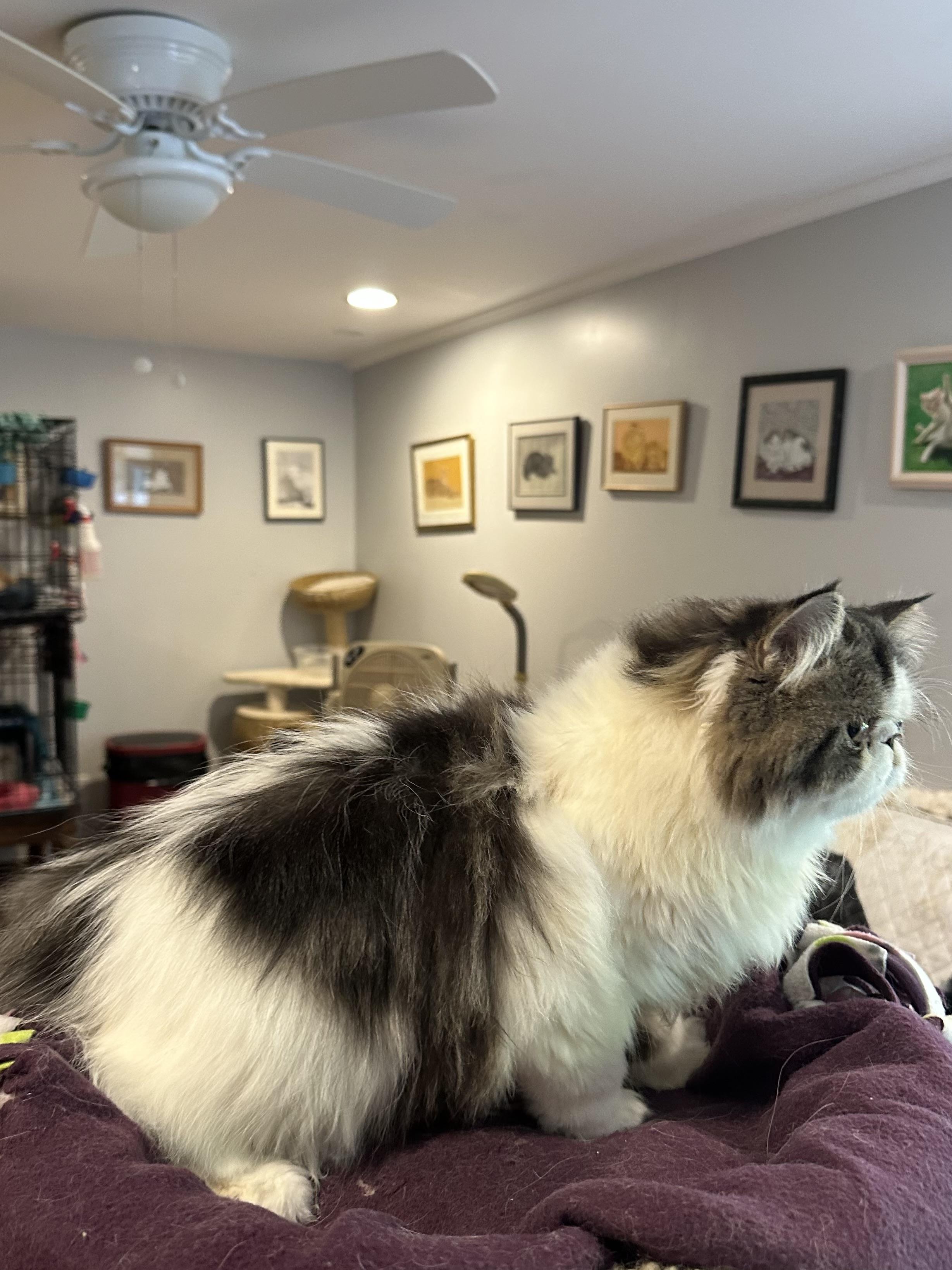 Enlarge Koten and Loz (Persian), a ADOPTABLE Persian in Fairfax, VA image 5/6