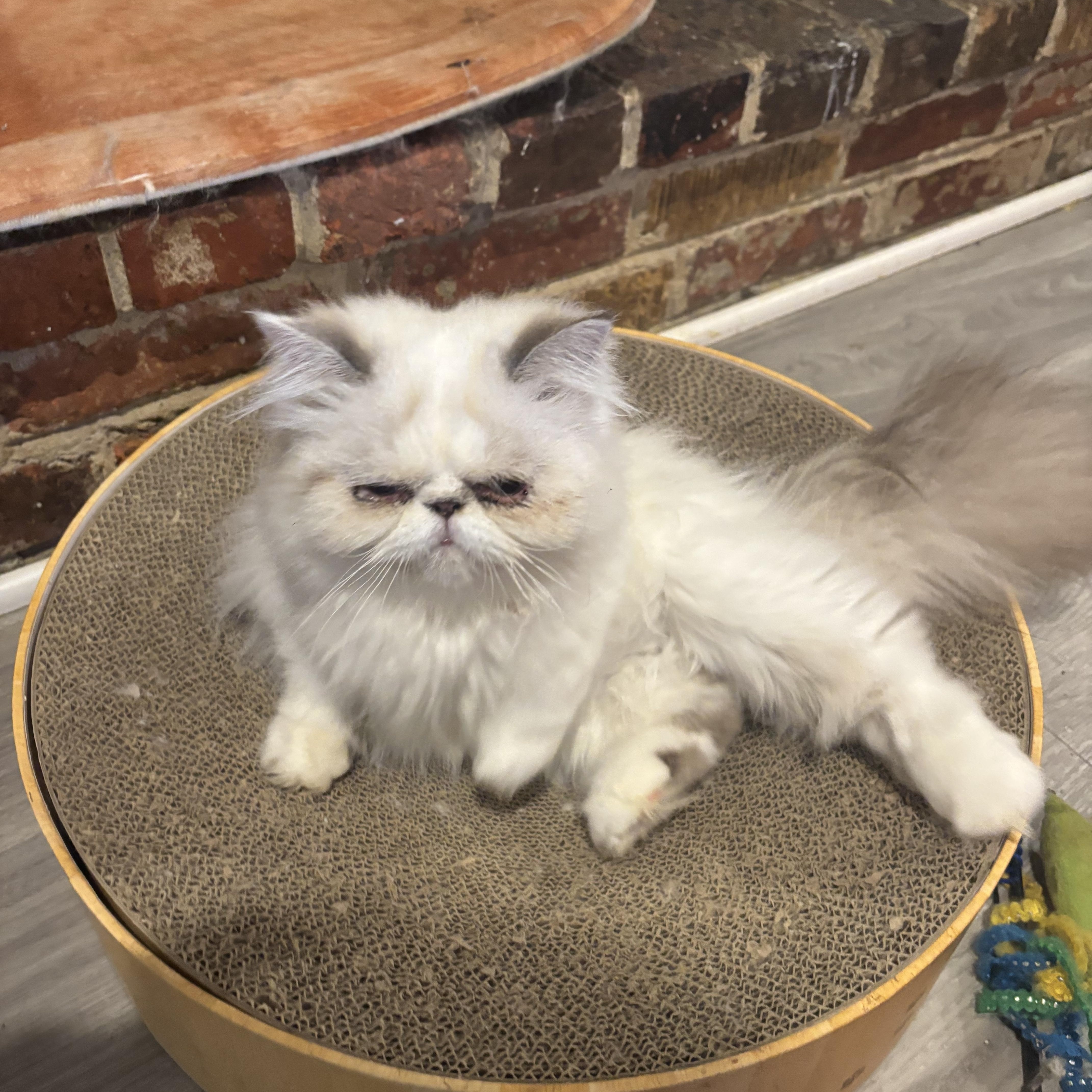 Enlarge Koten and Loz (Persian), a ADOPTABLE Persian in Fairfax, VA image 6/6