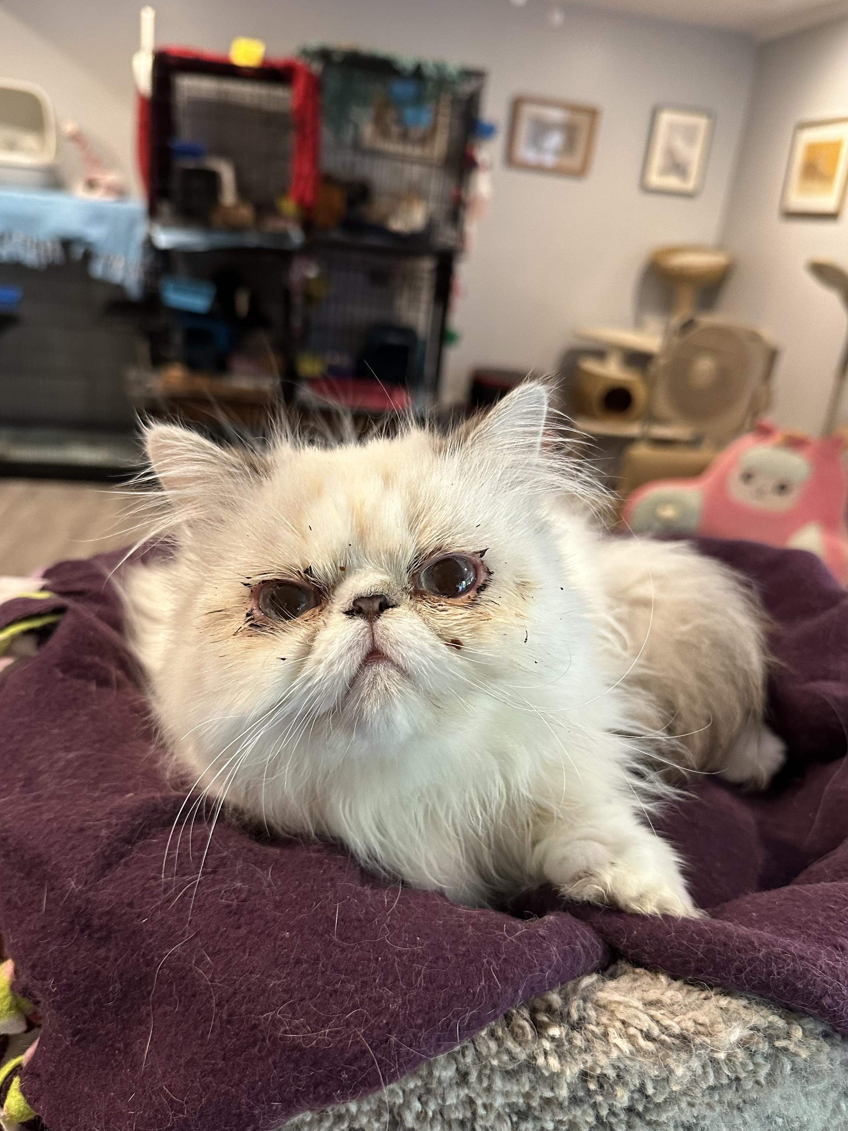 Enlarge Koten and Loz (Persian), a ADOPTABLE Persian in Fairfax, VA image 2/6