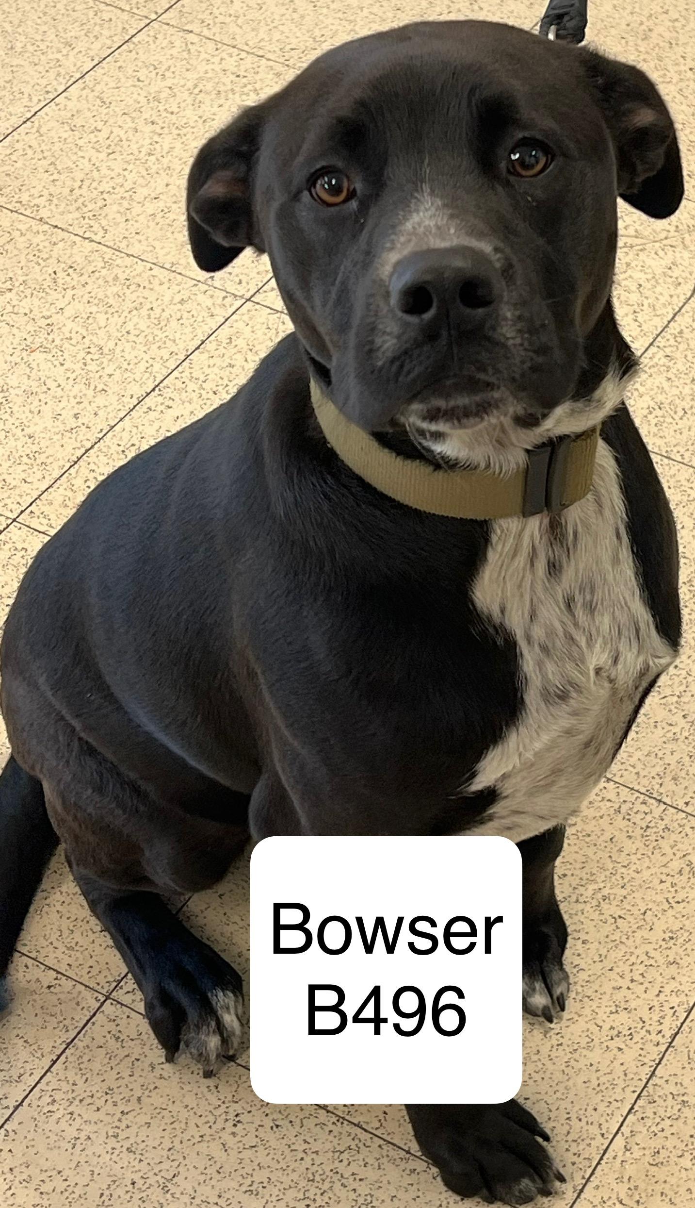 Bowser, Adoptable, Adult Male Labrador Retriever.