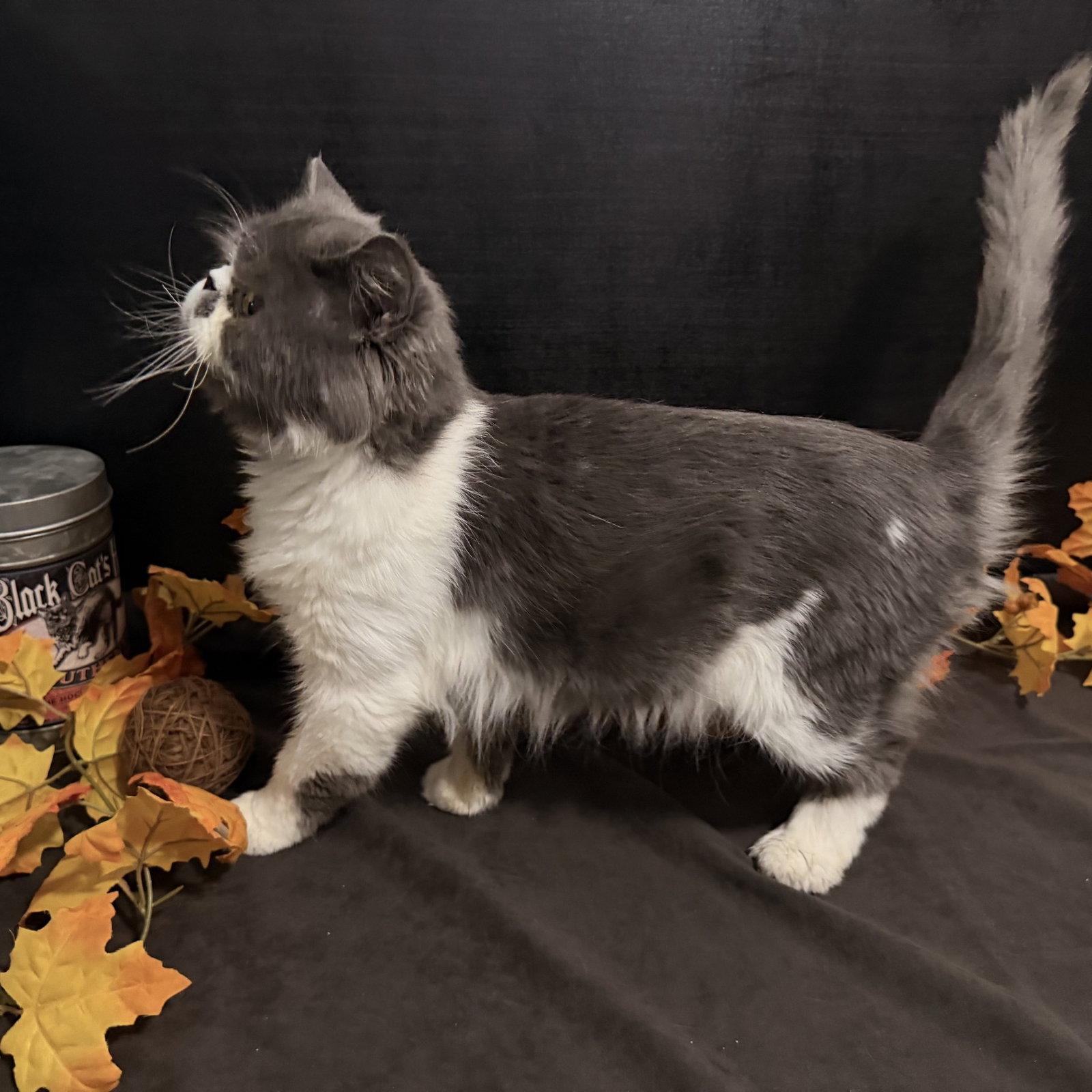 Blue Bentley, Adoptable, Young Male Persian.