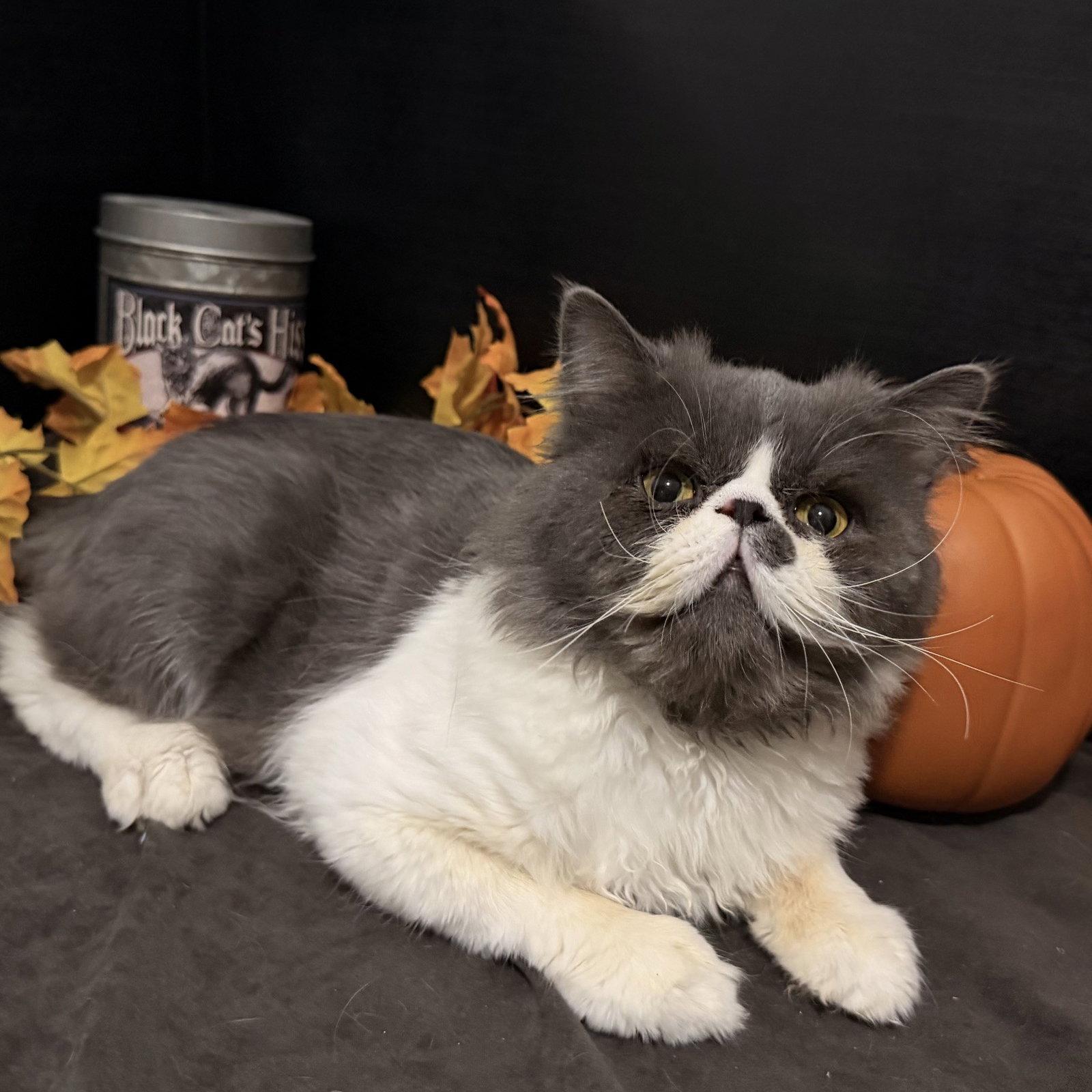 Enlarge Blue Bentley, a Adoptable Persian in Fayetteville, GA image 2/3