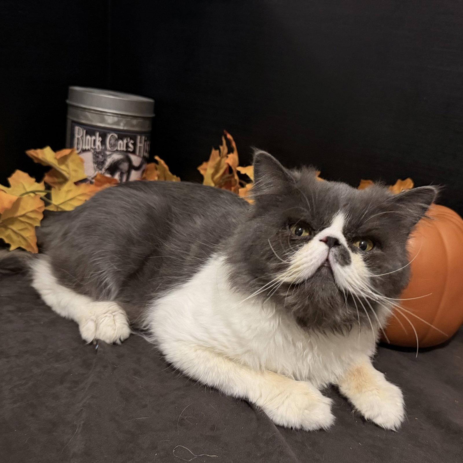 Enlarge Blue Bentley, a Adoptable Persian in Fayetteville, GA image 3/3