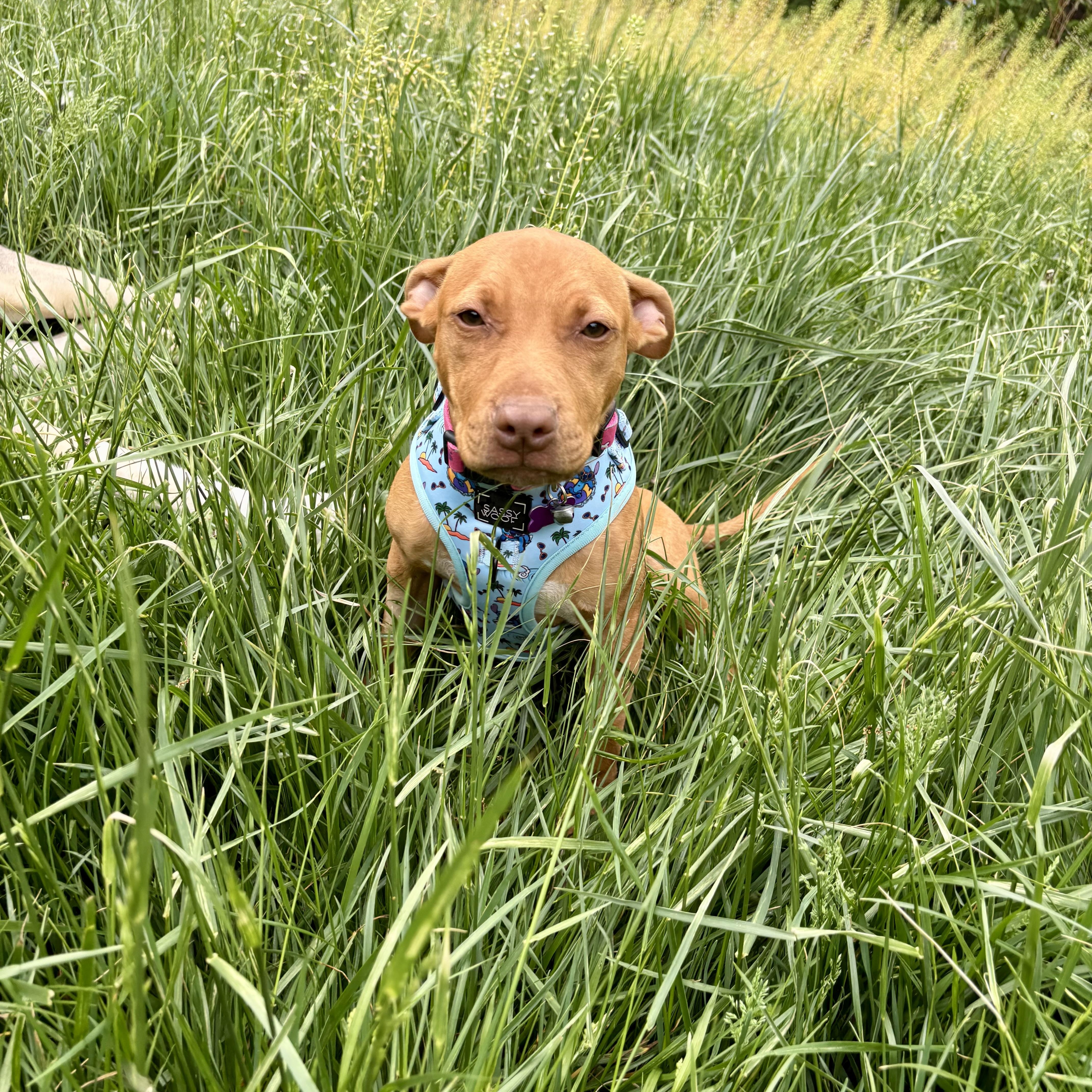 Enlarge Scarlett, a ADOPTABLE mixed breed in High View, WV image 1/6