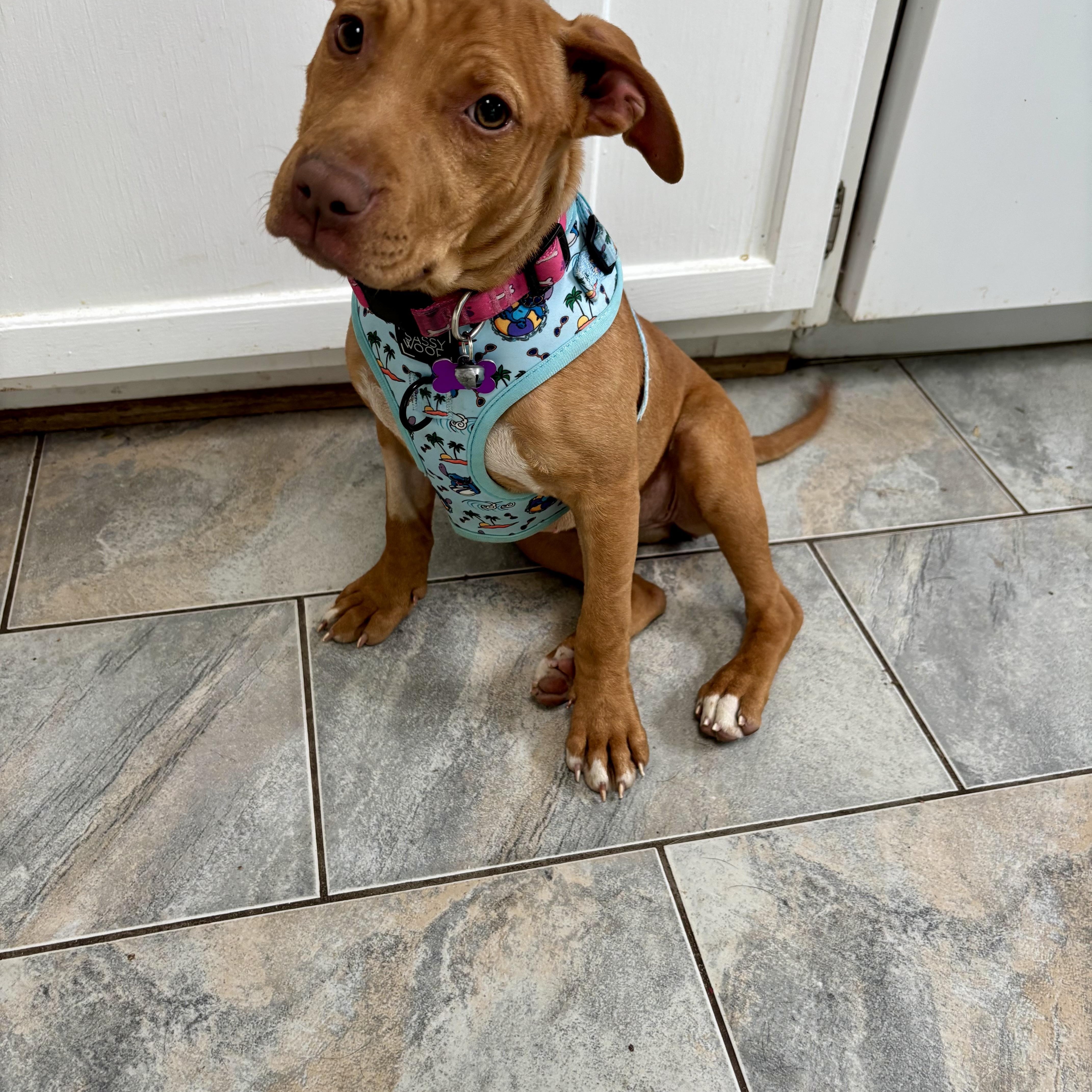 Enlarge Scarlett, a ADOPTABLE mixed breed in High View, WV image 5/6