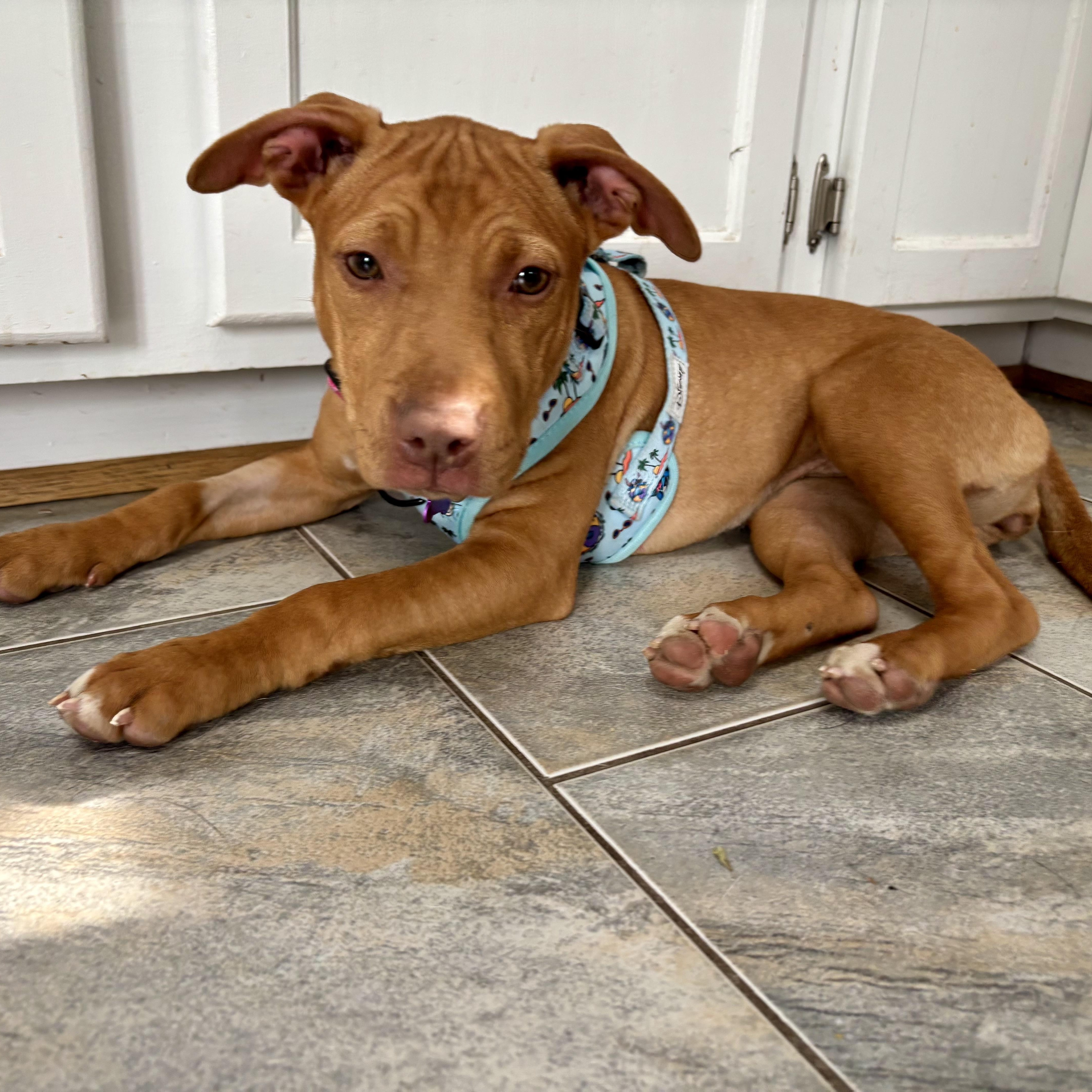 Enlarge Scarlett, a ADOPTABLE mixed breed in High View, WV image 3/6