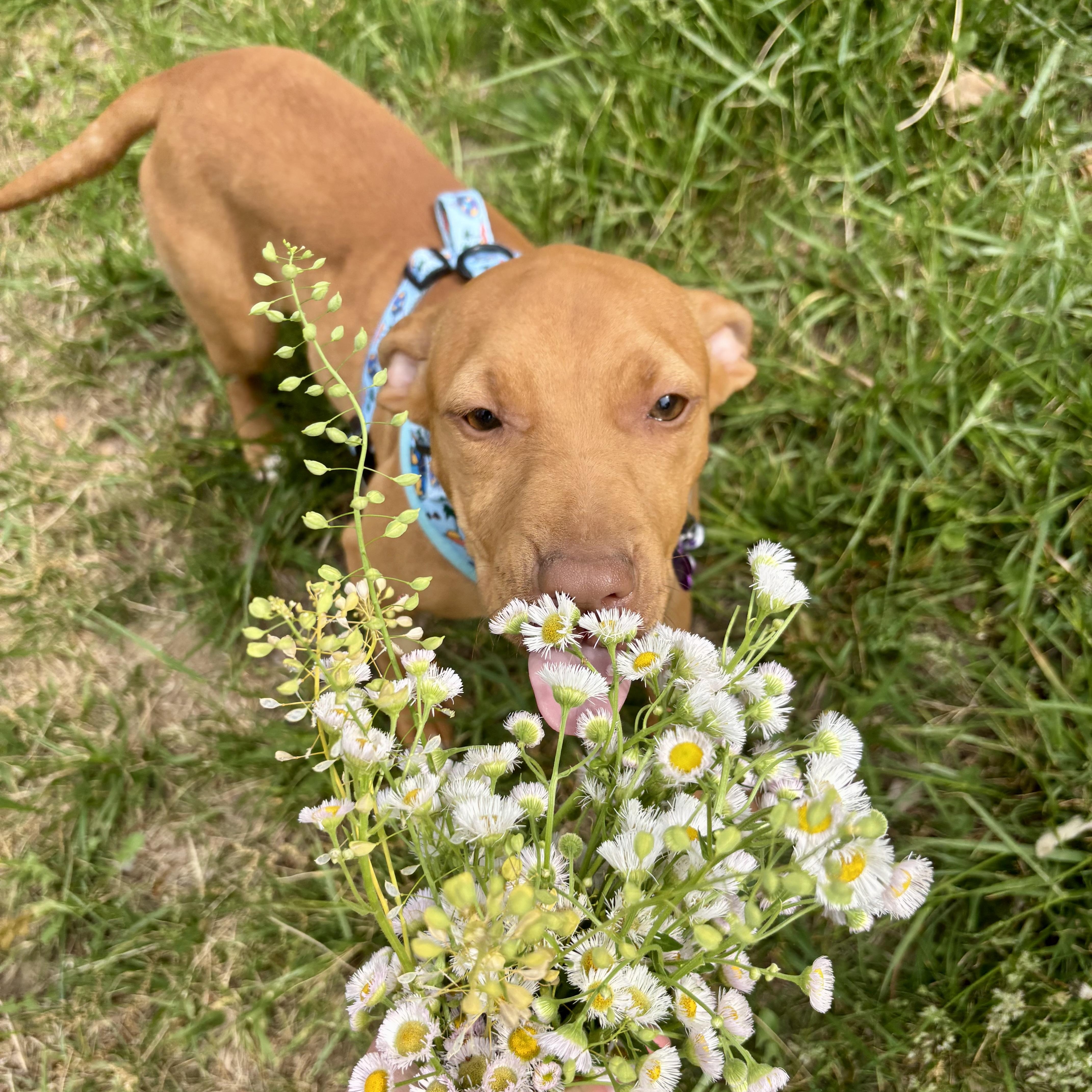 Enlarge Scarlett, a ADOPTABLE mixed breed in High View, WV image 4/6
