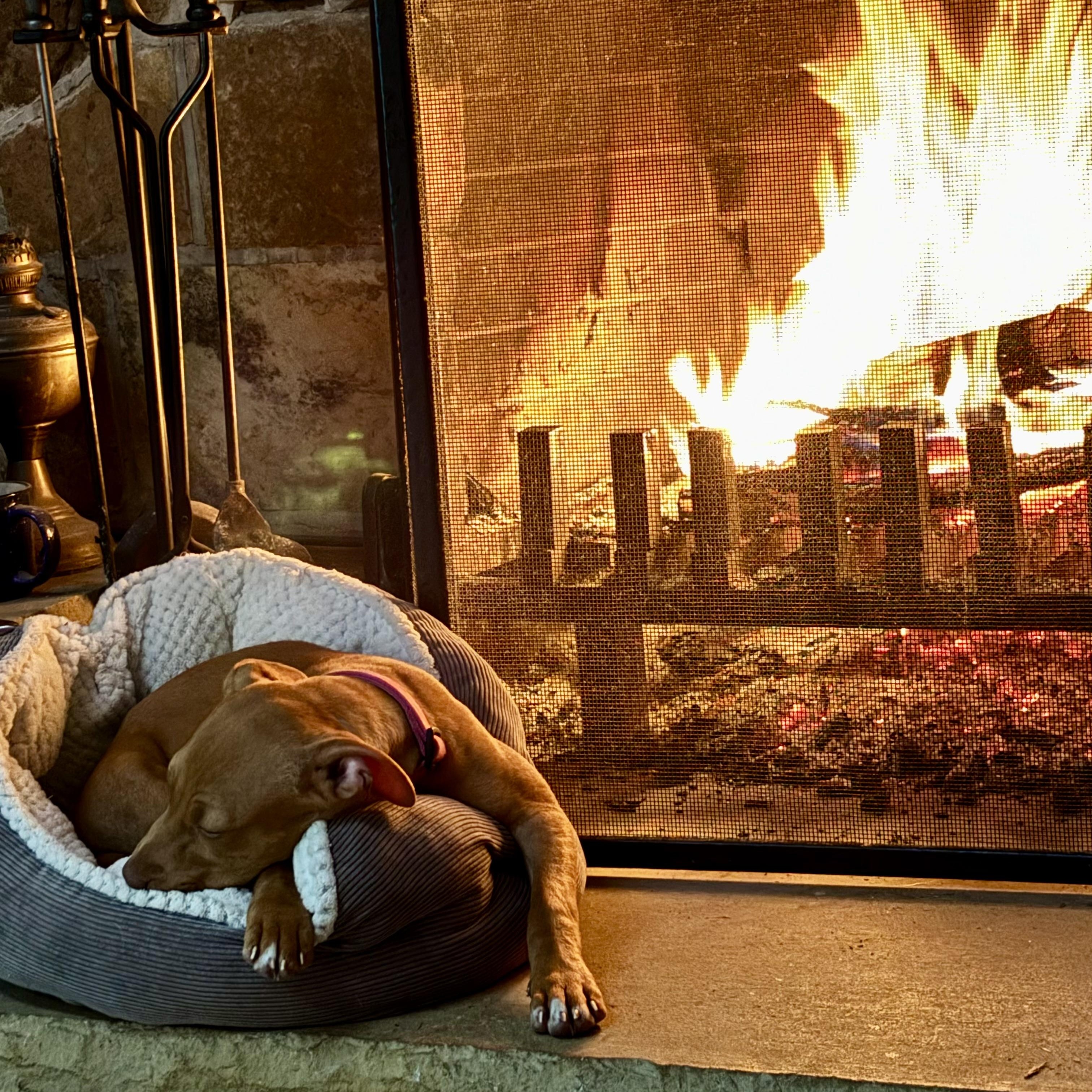 Enlarge Scarlett, a ADOPTABLE mixed breed in High View, WV image 2/6