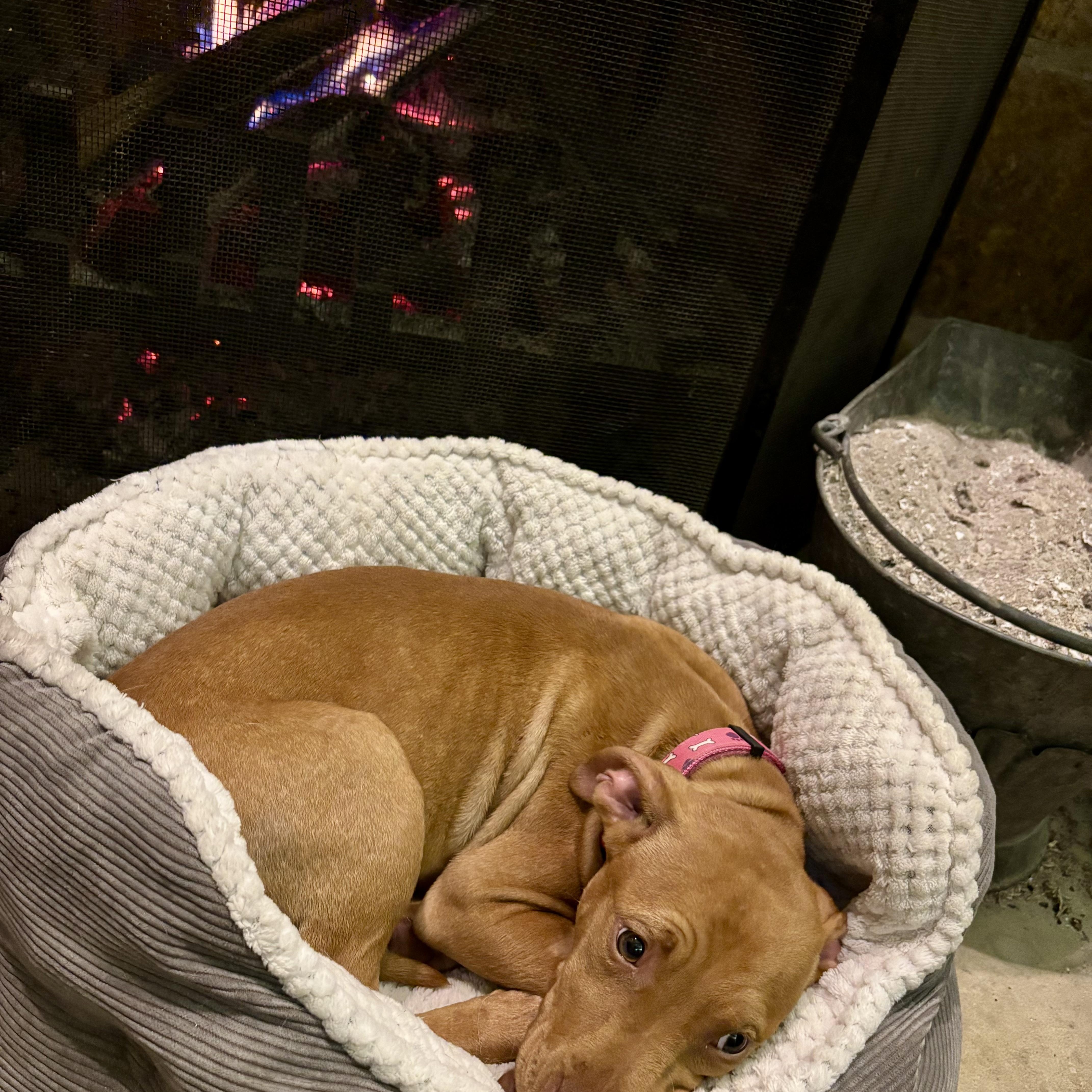 Enlarge Scarlett, a ADOPTABLE mixed breed in High View, WV image 6/6