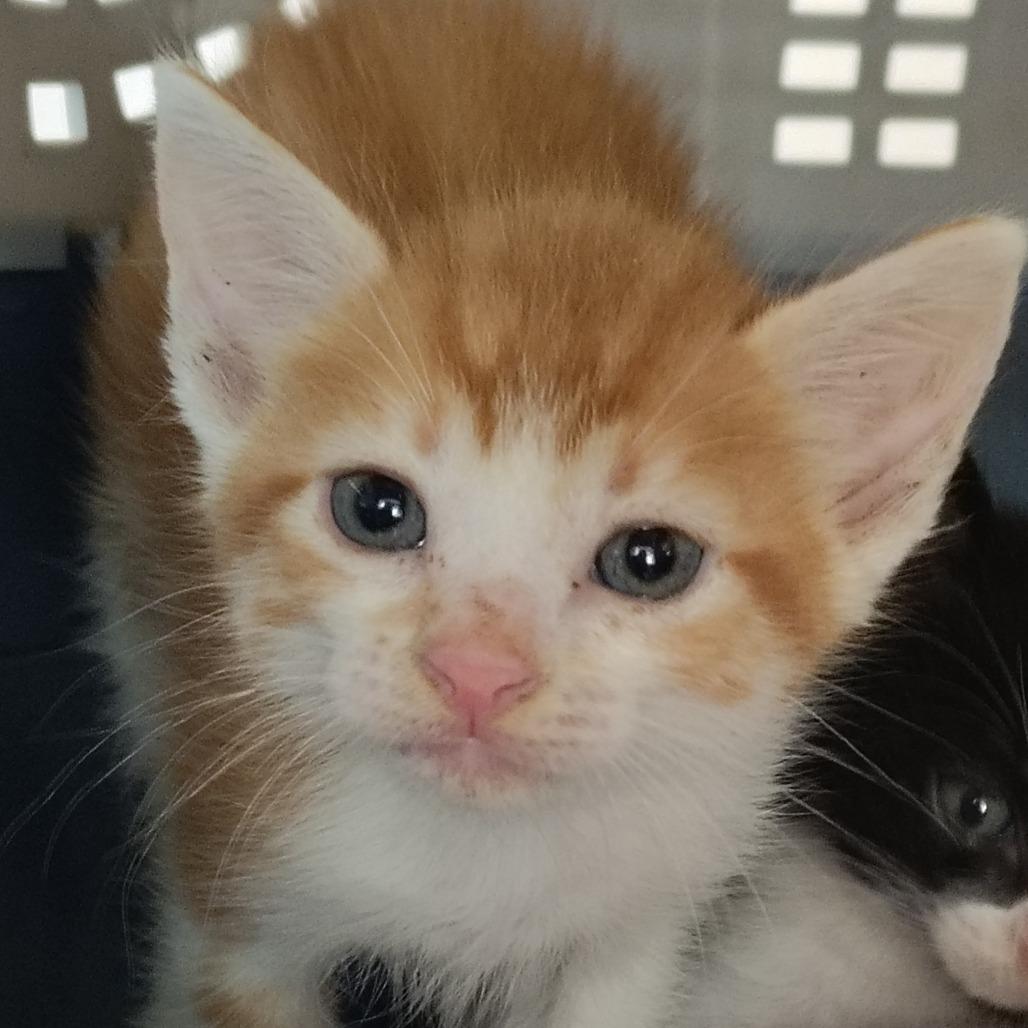 Simba, Adoptable, Kitten Male Domestic Short Hair.