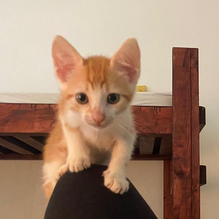 Enlarge Simba, a Adoptable Domestic Short Hair in Vieques, PR image 2/2