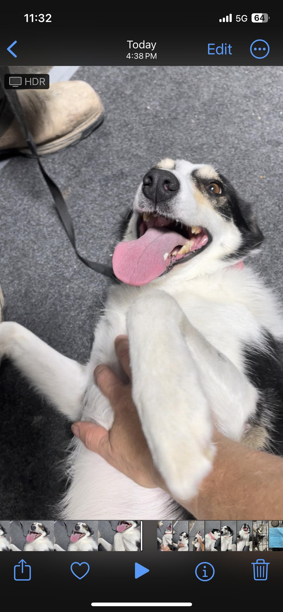 Dog for adoption Lola, an Australian Kelpie & Border Collie Mix in Le