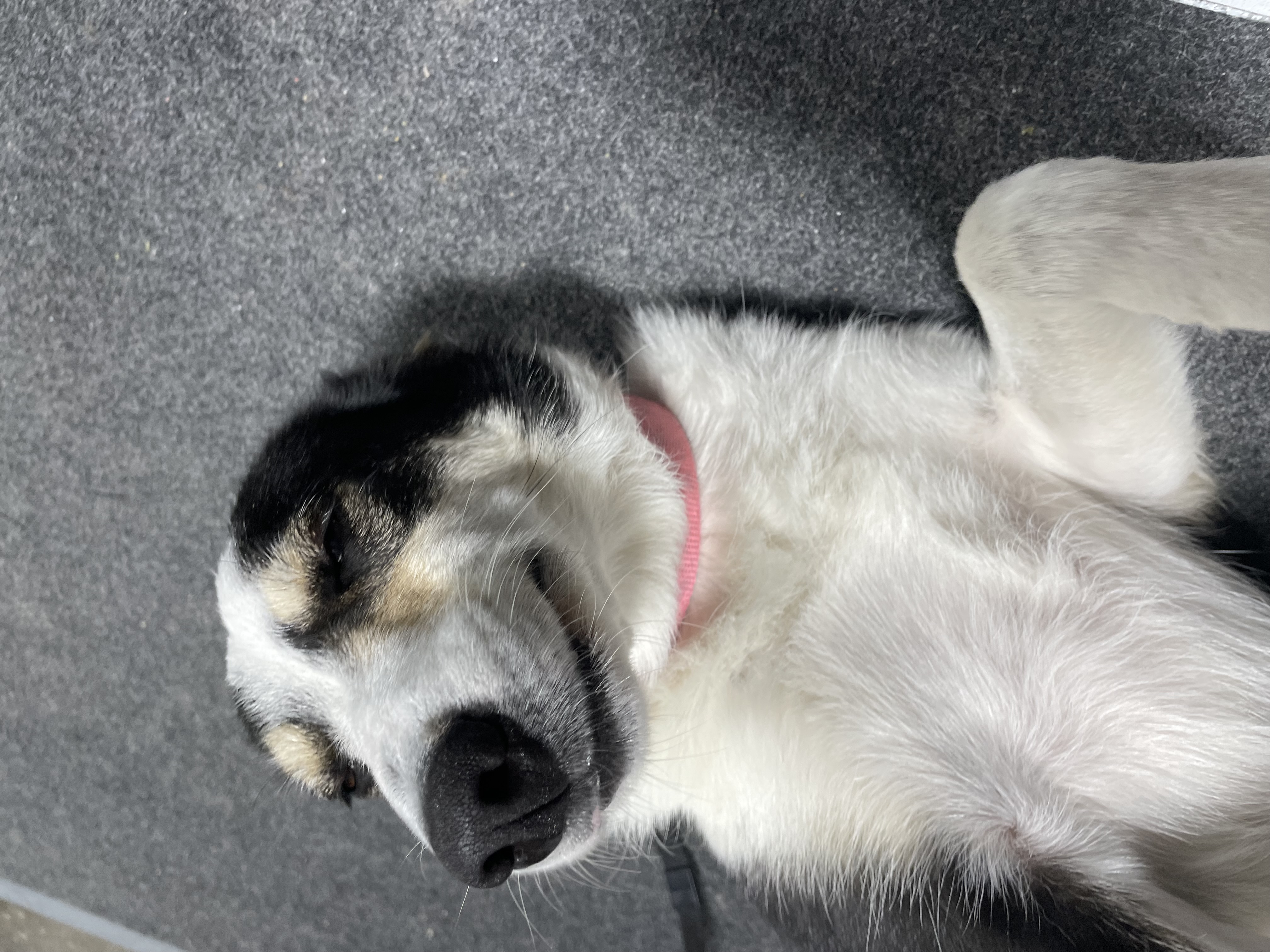 Dog for adoption Lola, an Australian Kelpie & Border Collie Mix in Le