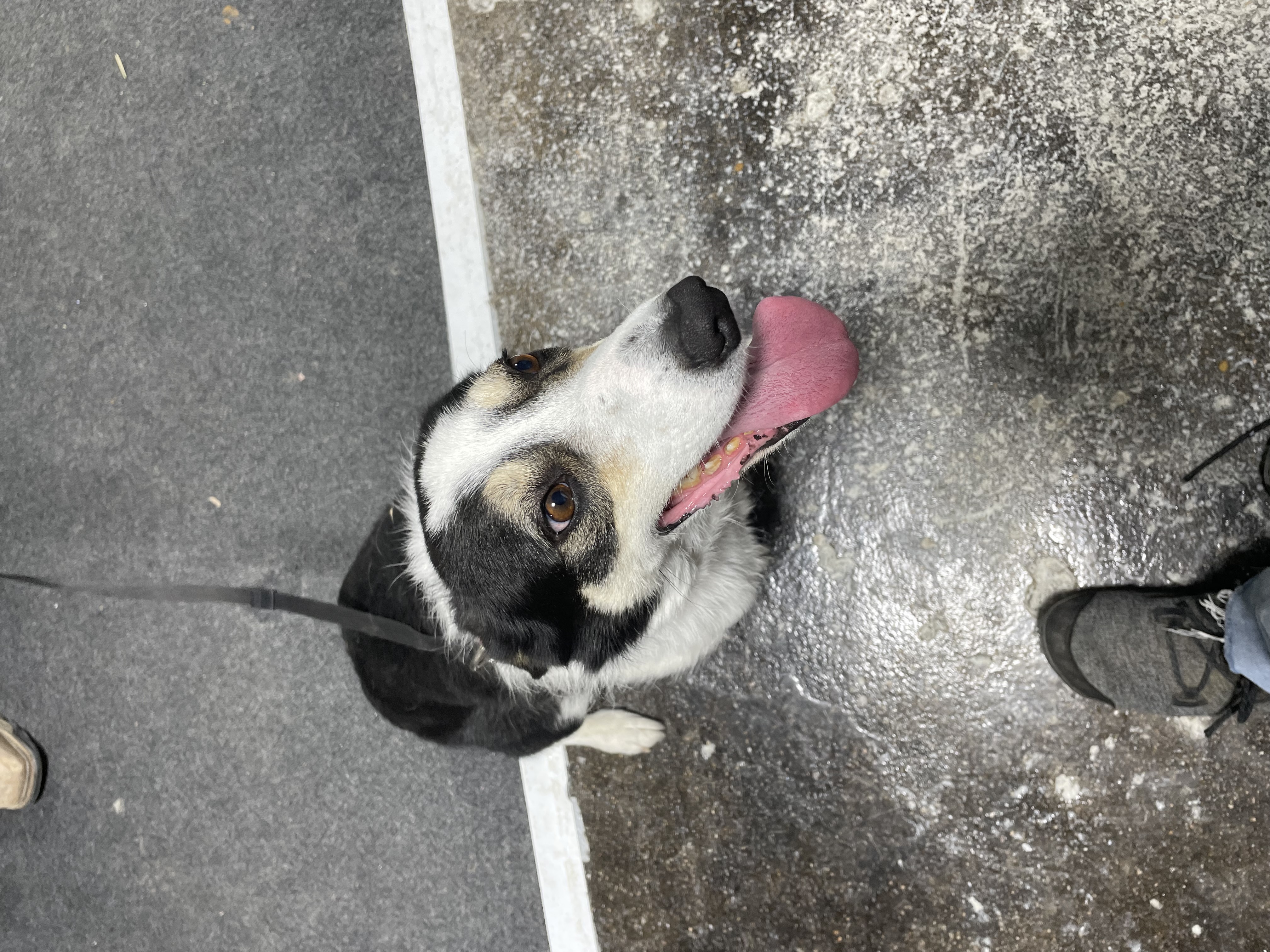 Dog for adoption Lola, an Australian Kelpie & Border Collie Mix in Le