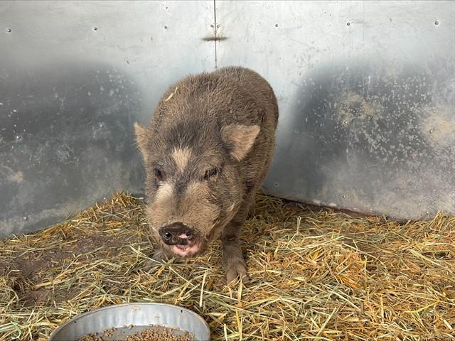 TANK, Adoptable, Adult Male Pig.