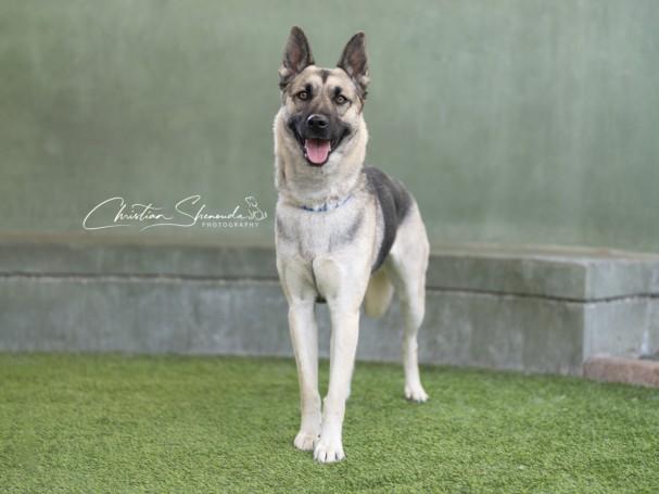 LAGOON, Adoptable, Young Female German Shepherd Dog.