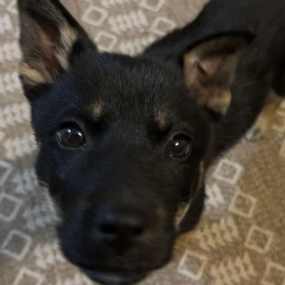 Enlarge Winnie Harlow, a Adoptable Shepherd in Fargo, ND image 2/3