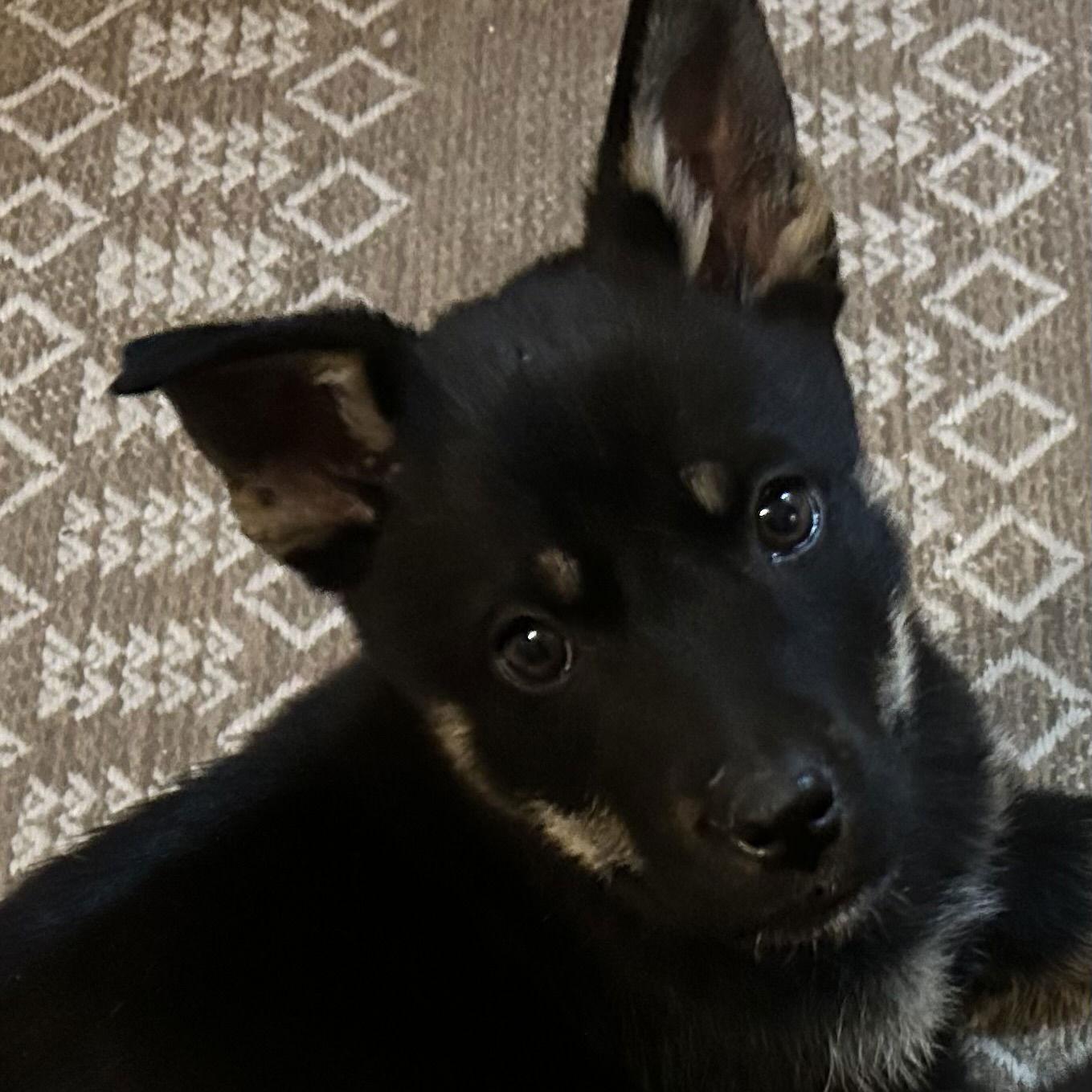 Enlarge Winnie Harlow, a Adoptable Shepherd in Fargo, ND image 3/3