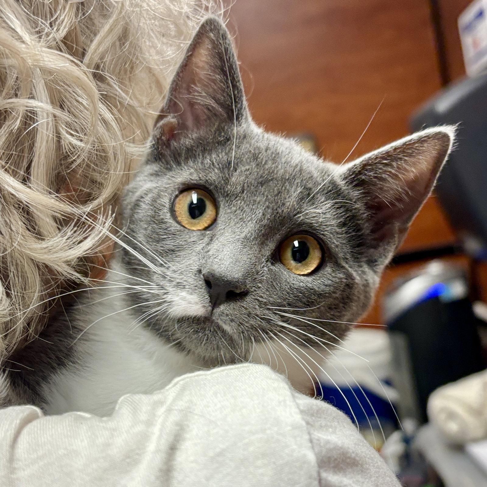 Mica, Adoptable, Kitten Female Domestic Short Hair.