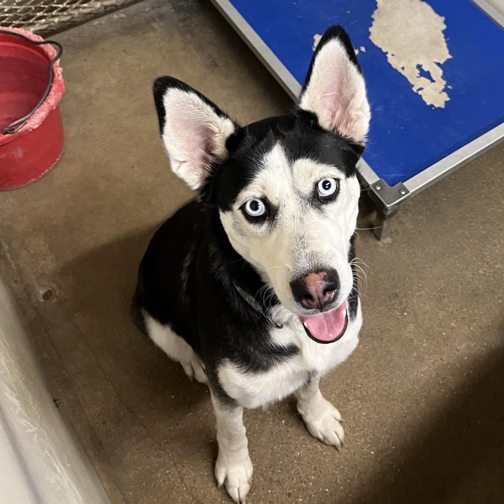 Enlarge Millie, a Adoptable Husky in Stephenville, TX image 1/1