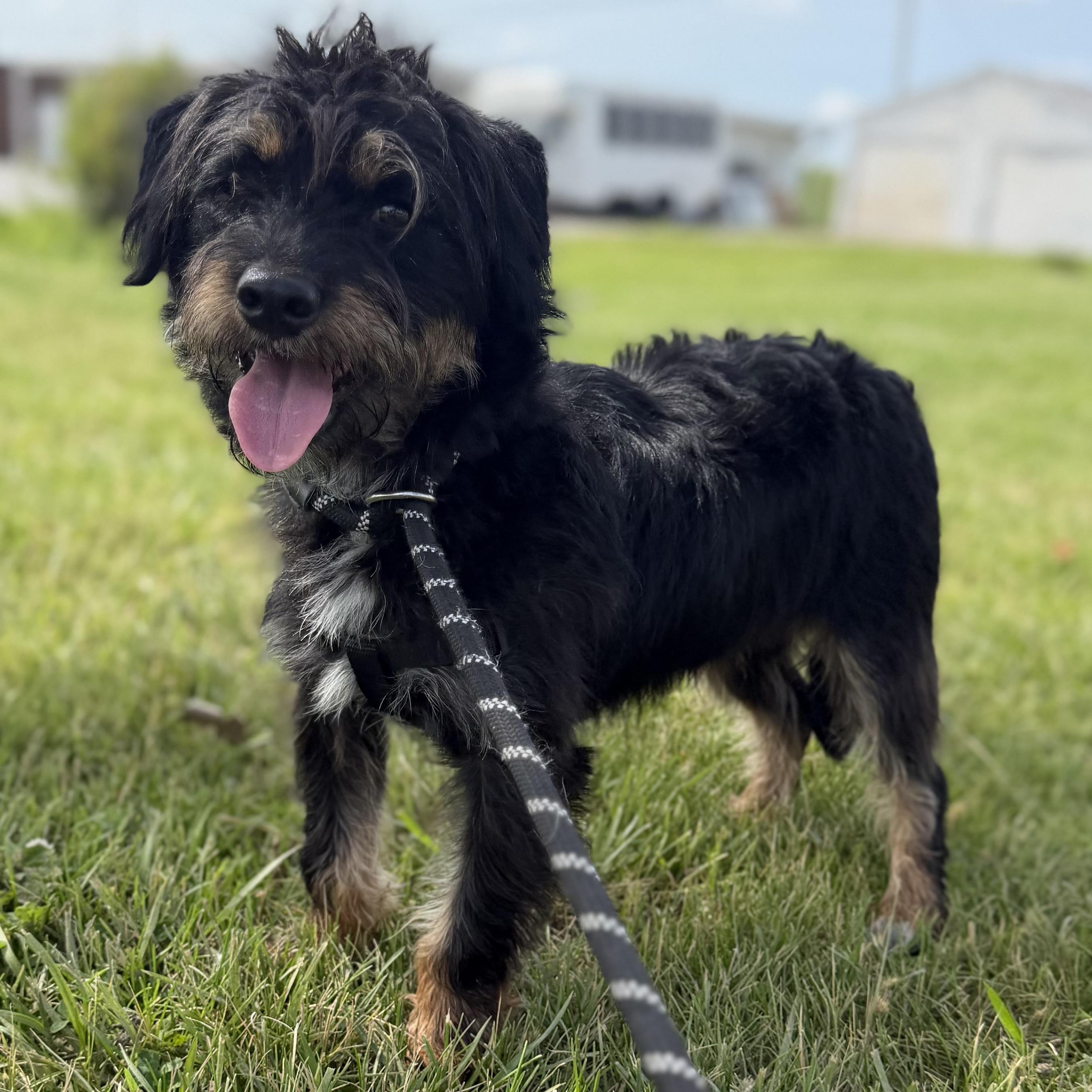 Black Jack, ADOPTABLE, Adult Male Terrier.