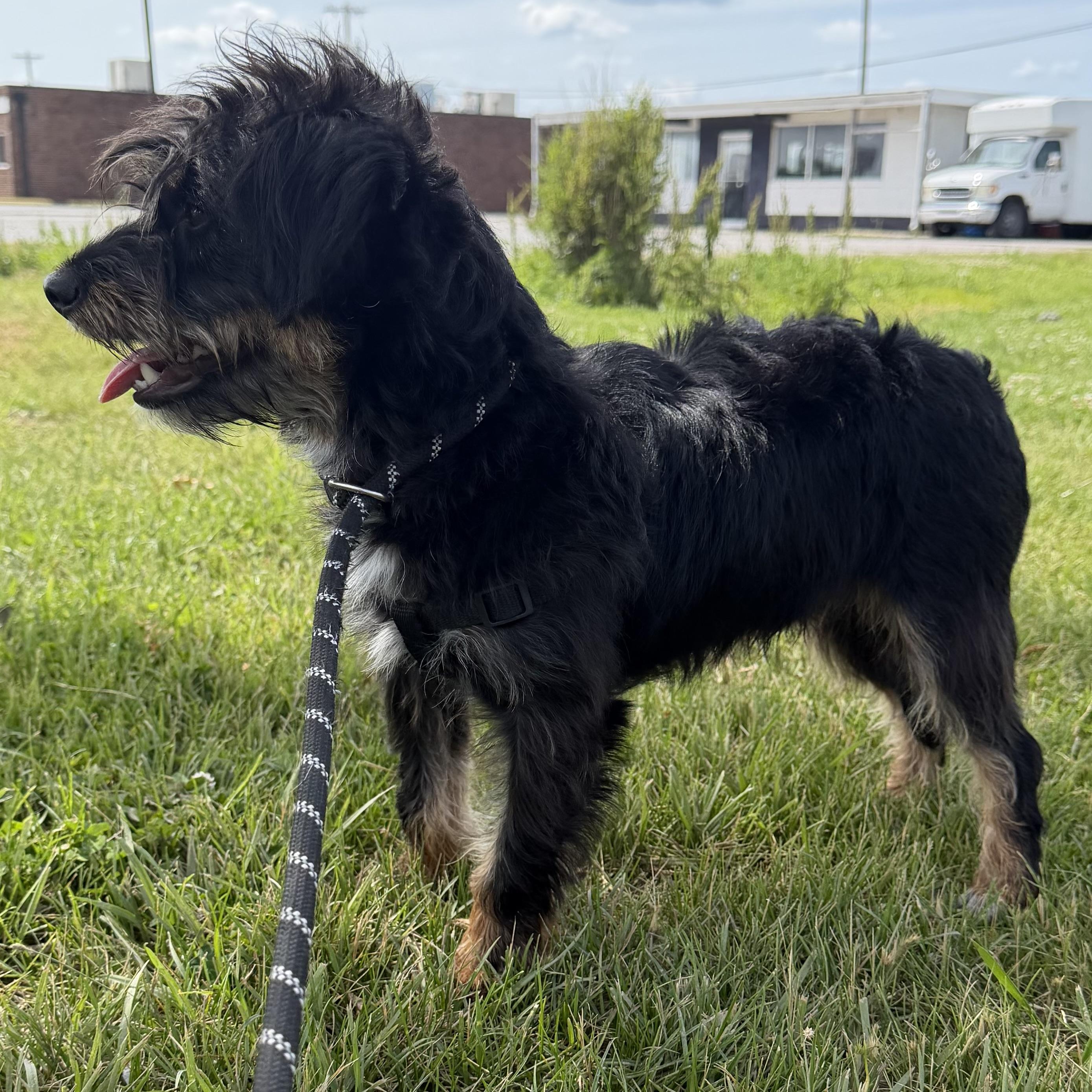 Enlarge Black Jack, a ADOPTABLE mixed breed in Trenton, MO image 3/3