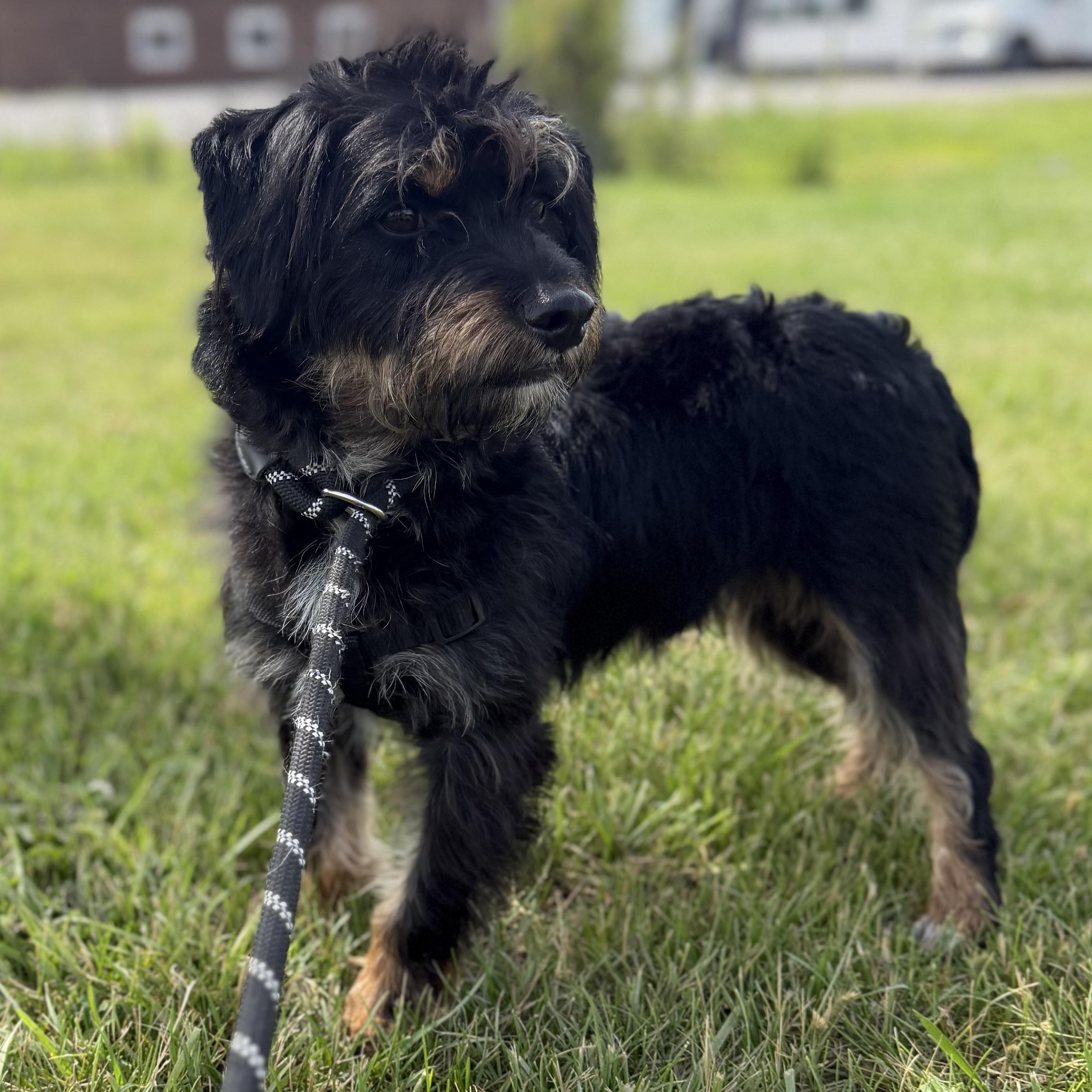 Enlarge Black Jack, a ADOPTABLE mixed breed in Trenton, MO image 2/3