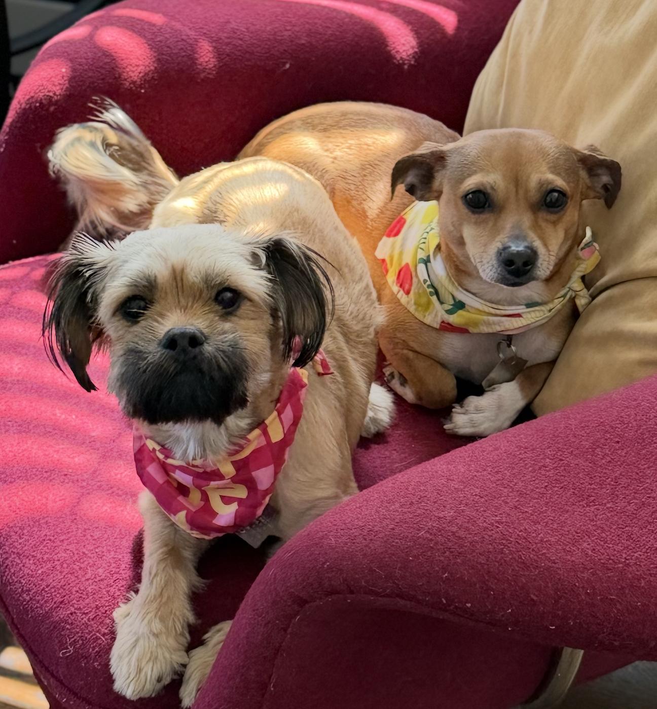 Enlarge Chanel-tiny sweetheart Bonded to Velani, a Adoptable mixed breed in Oakhurst, NJ image 1/3