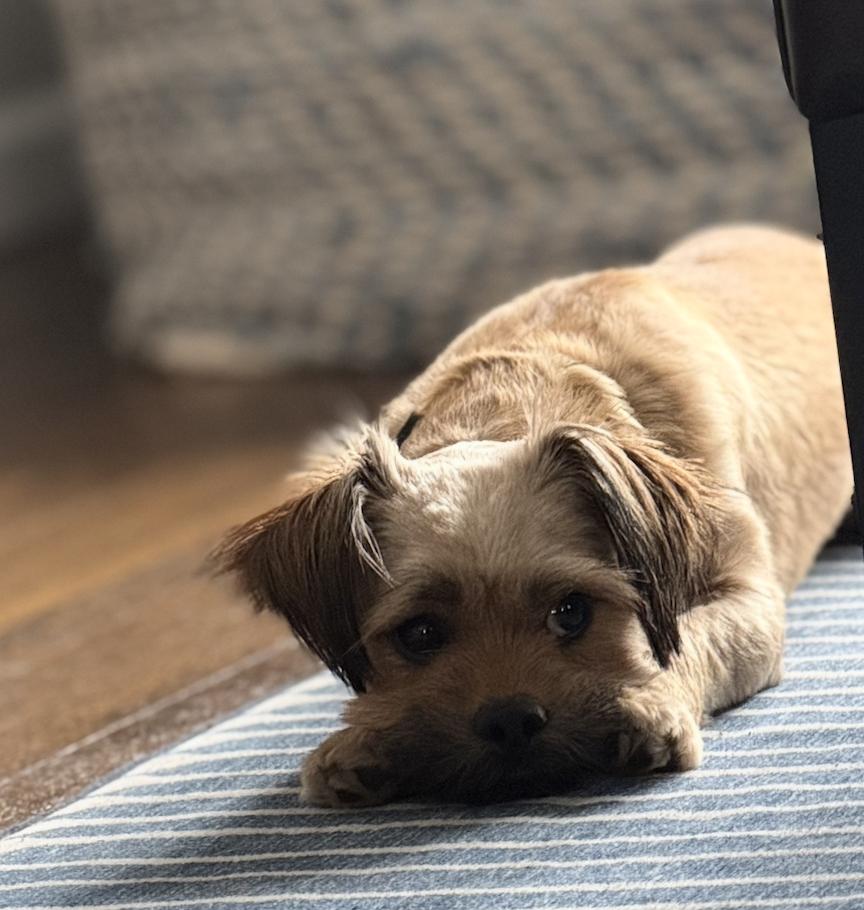 Enlarge Chanel-tiny sweetheart Bonded to Velani, a Adoptable mixed breed in Oakhurst, NJ image 2/3