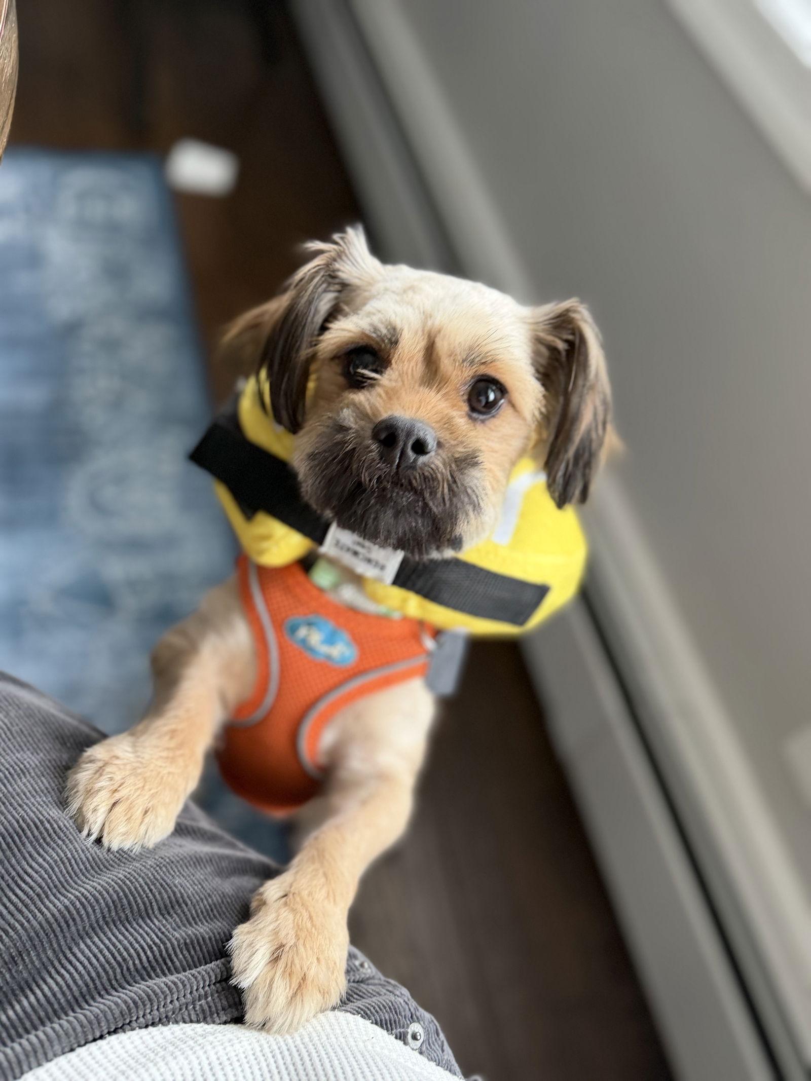 Chanel-tiny sweetheart Bonded to Velani, Adoptable, Young Female Shih Tzu & Pomeranian.