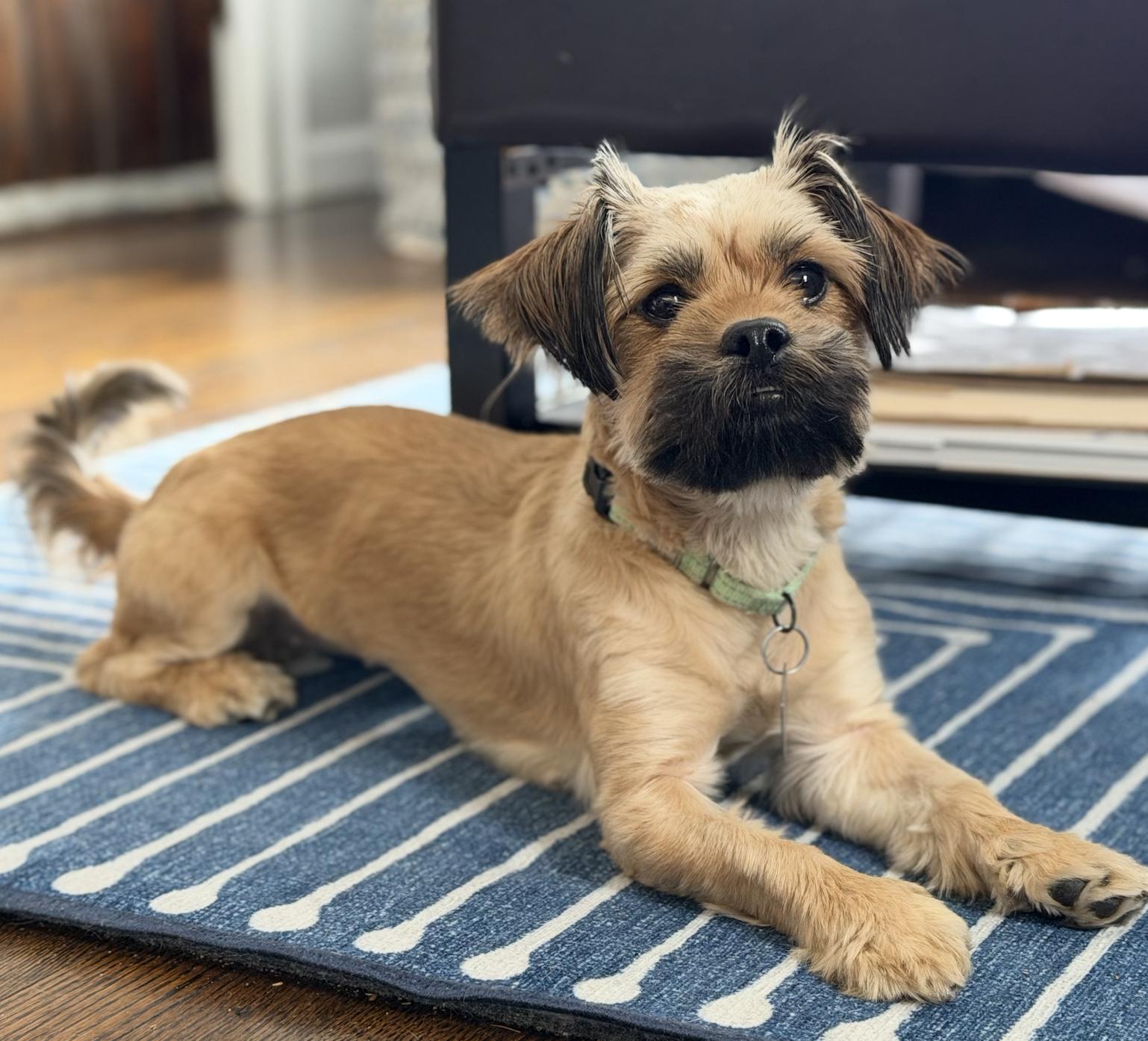 Enlarge Chanel-tiny sweetheart Bonded to Velani, a Adoptable mixed breed in Oakhurst, NJ image 3/3