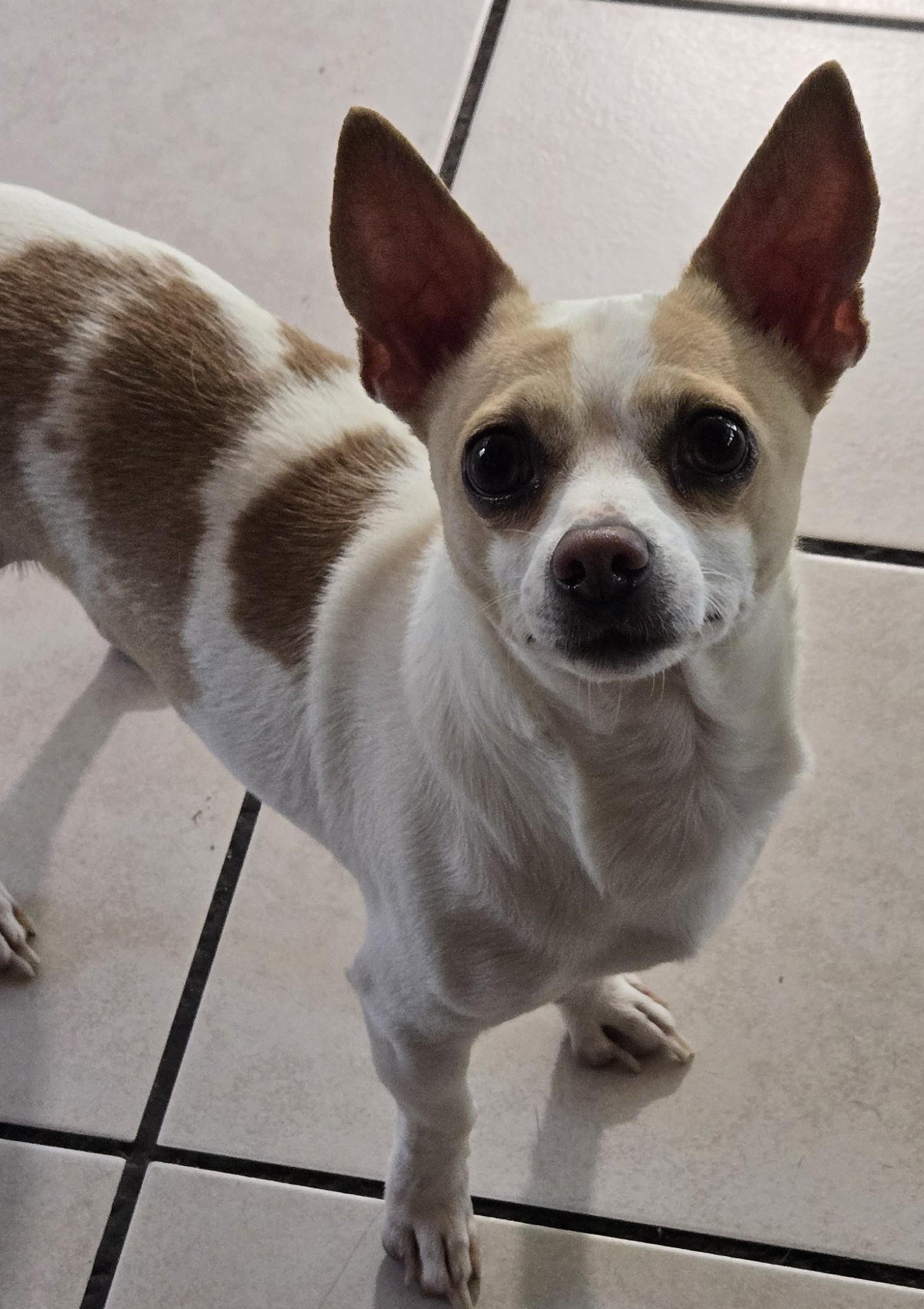 Enlarge Peanut, a ADOPTABLE Chihuahua in North Augusta, SC image 2/2