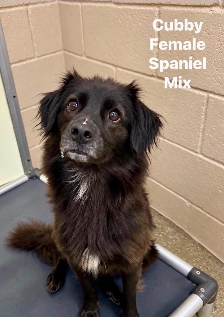 Cubby, Adoptable, Puppy Female Spaniel & Mixed Breed.