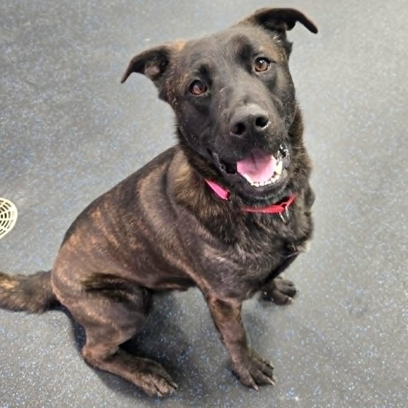 Enlarge Zeus, a ADOPTABLE mixed breed in Watertown, WI image 1/5