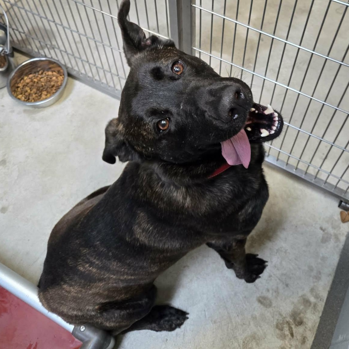 Enlarge Zeus, a ADOPTABLE mixed breed in Watertown, WI image 4/5