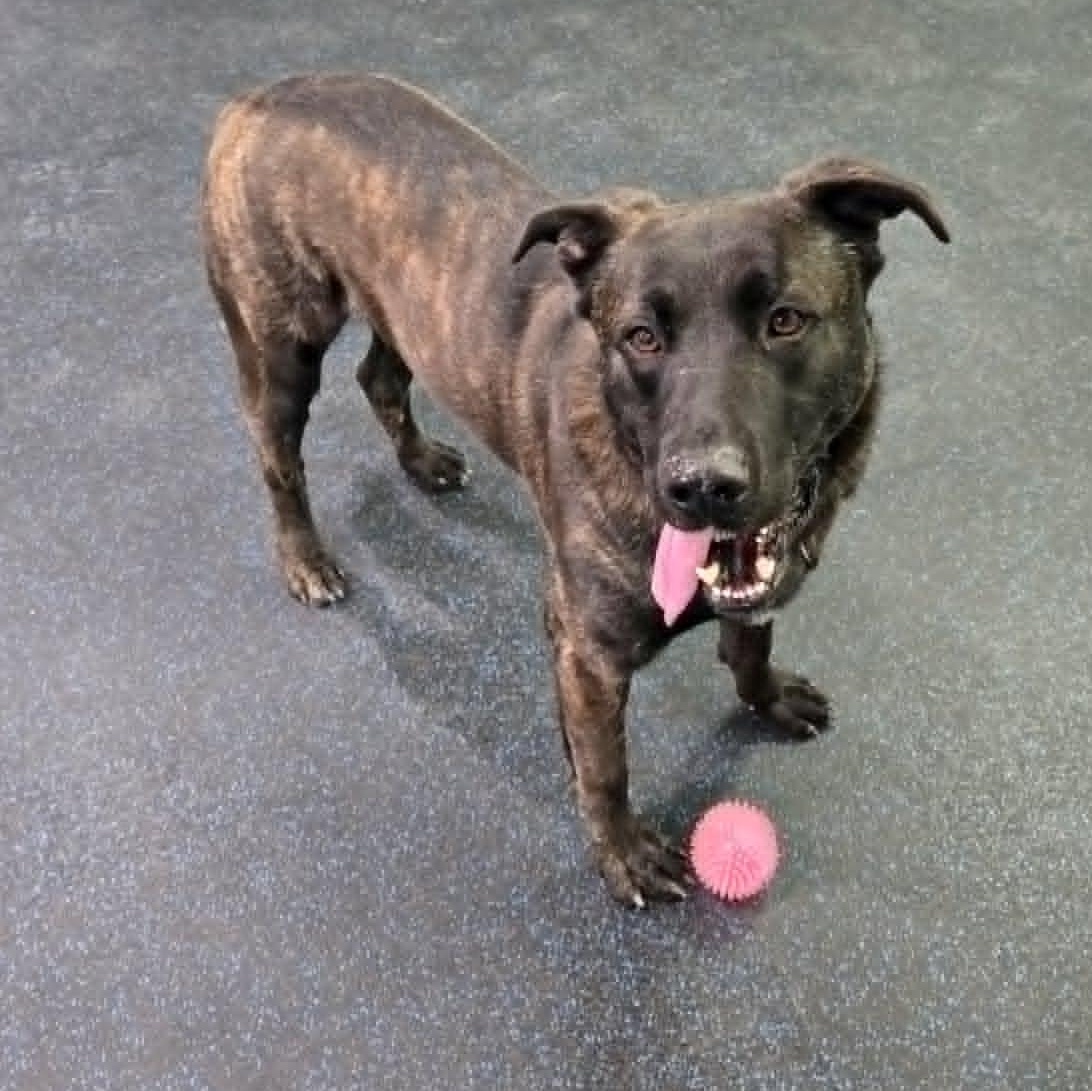 Enlarge Zeus, a ADOPTABLE mixed breed in Watertown, WI image 3/5