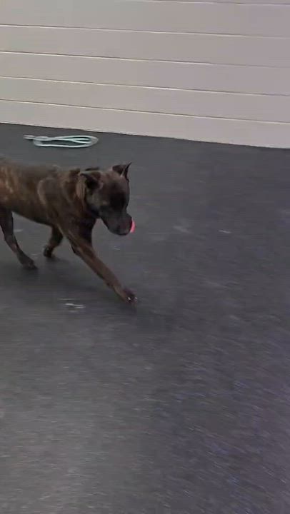Enlarge Zeus, a ADOPTABLE mixed breed in Watertown, WI video 5/5