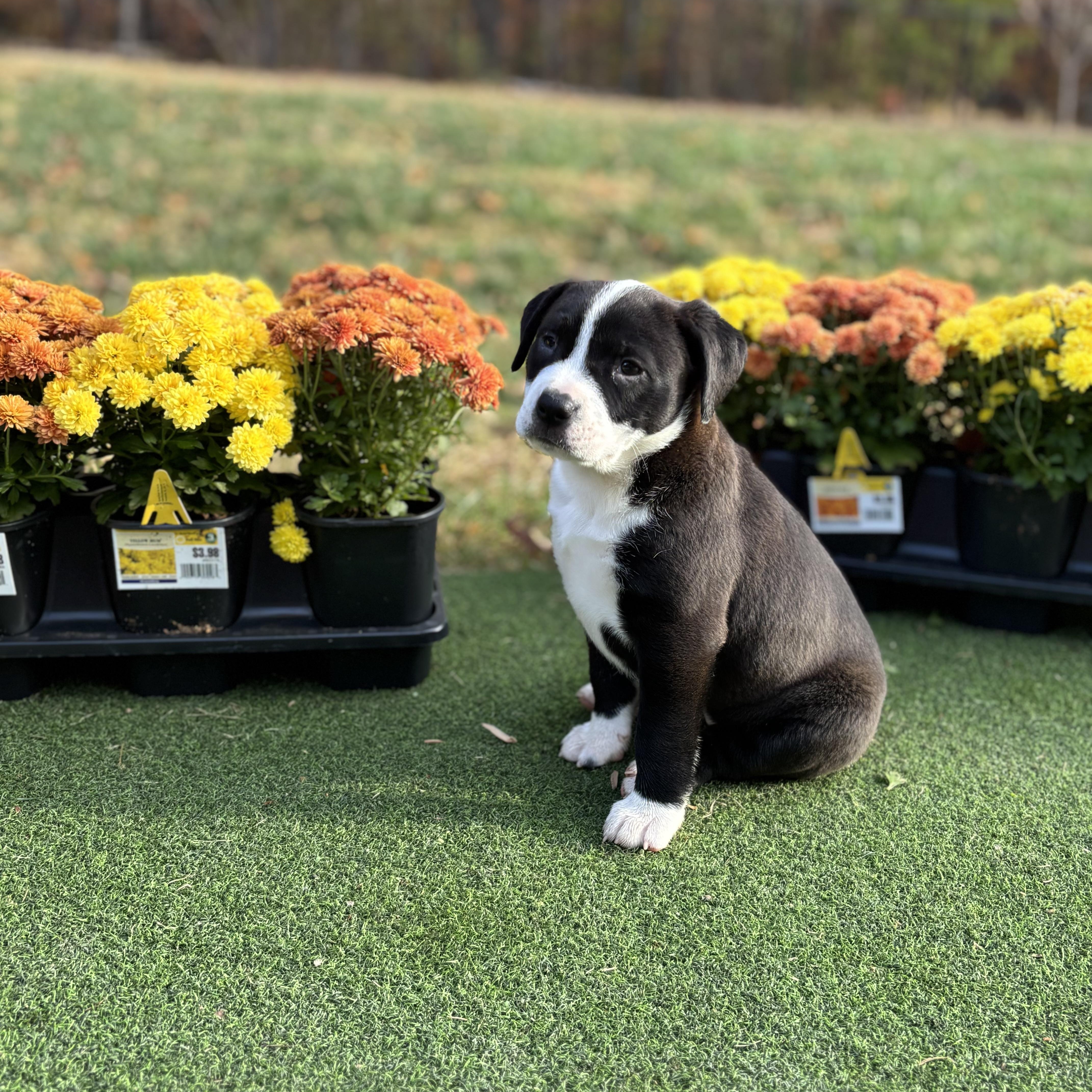 Enlarge Rosie, a Adoptable Mixed Breed in Charlotte, NC image 1/4