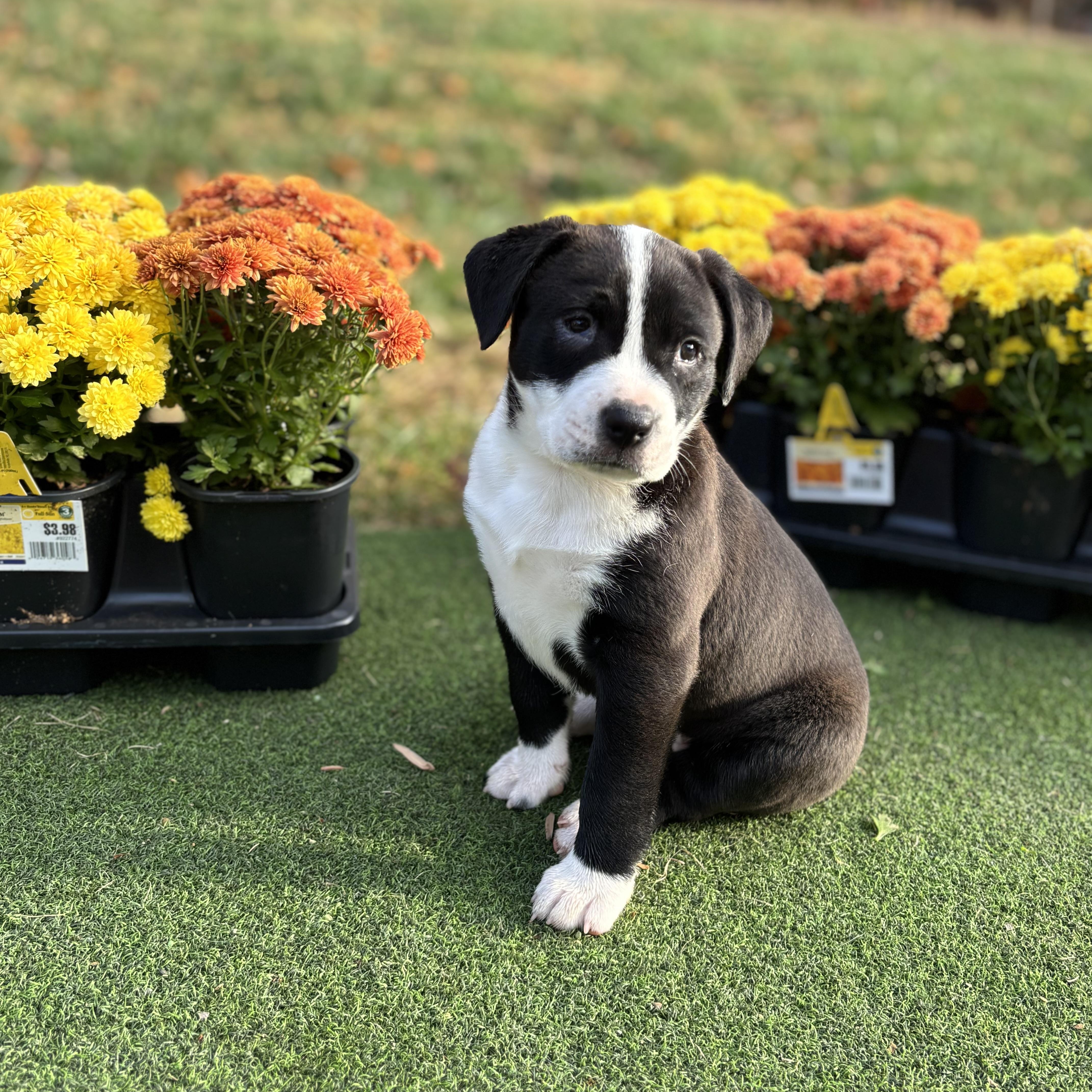 Enlarge Rosie, a Adoptable Mixed Breed in Charlotte, NC image 2/4