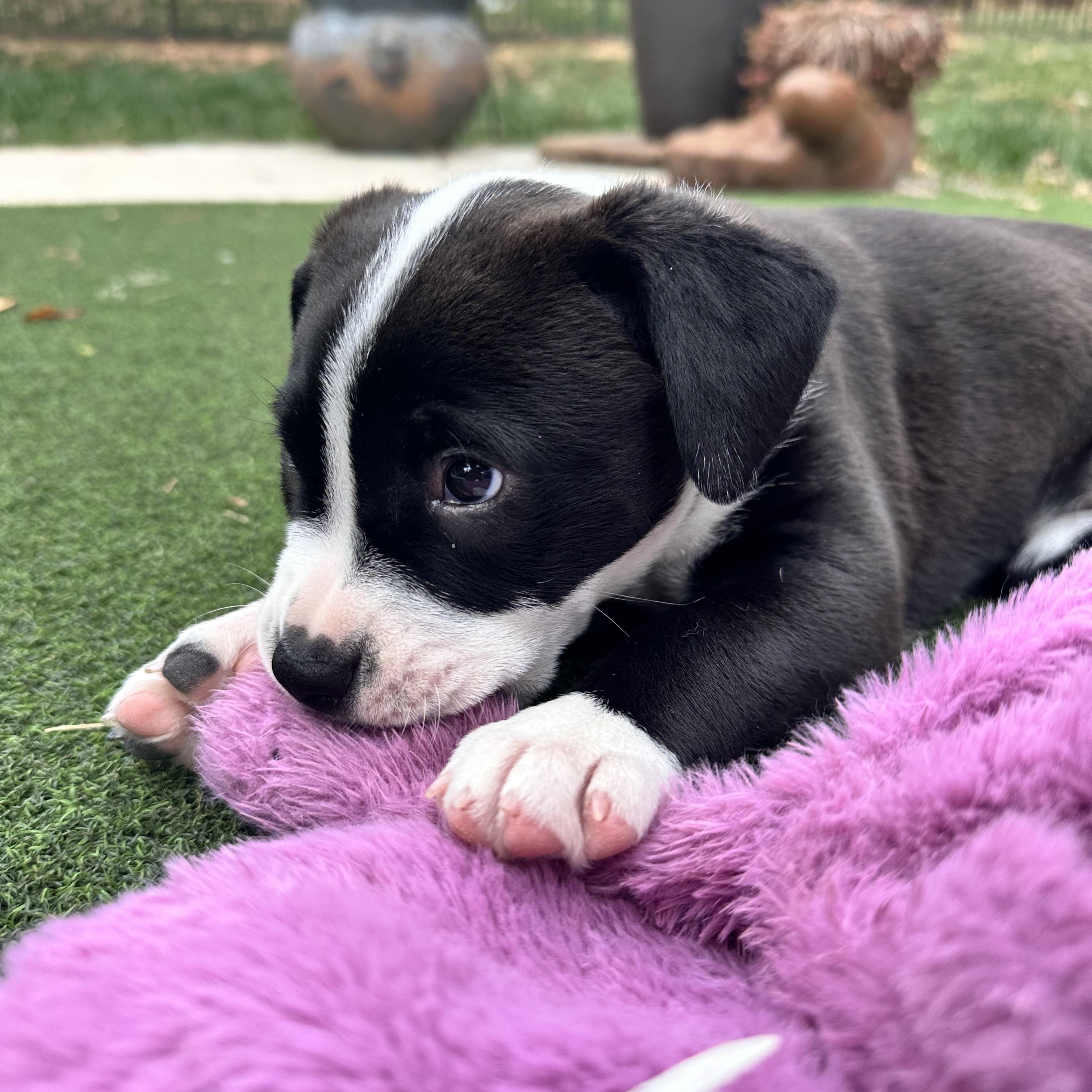 Enlarge Rosie, a Adoptable Mixed Breed in Charlotte, NC image 3/4