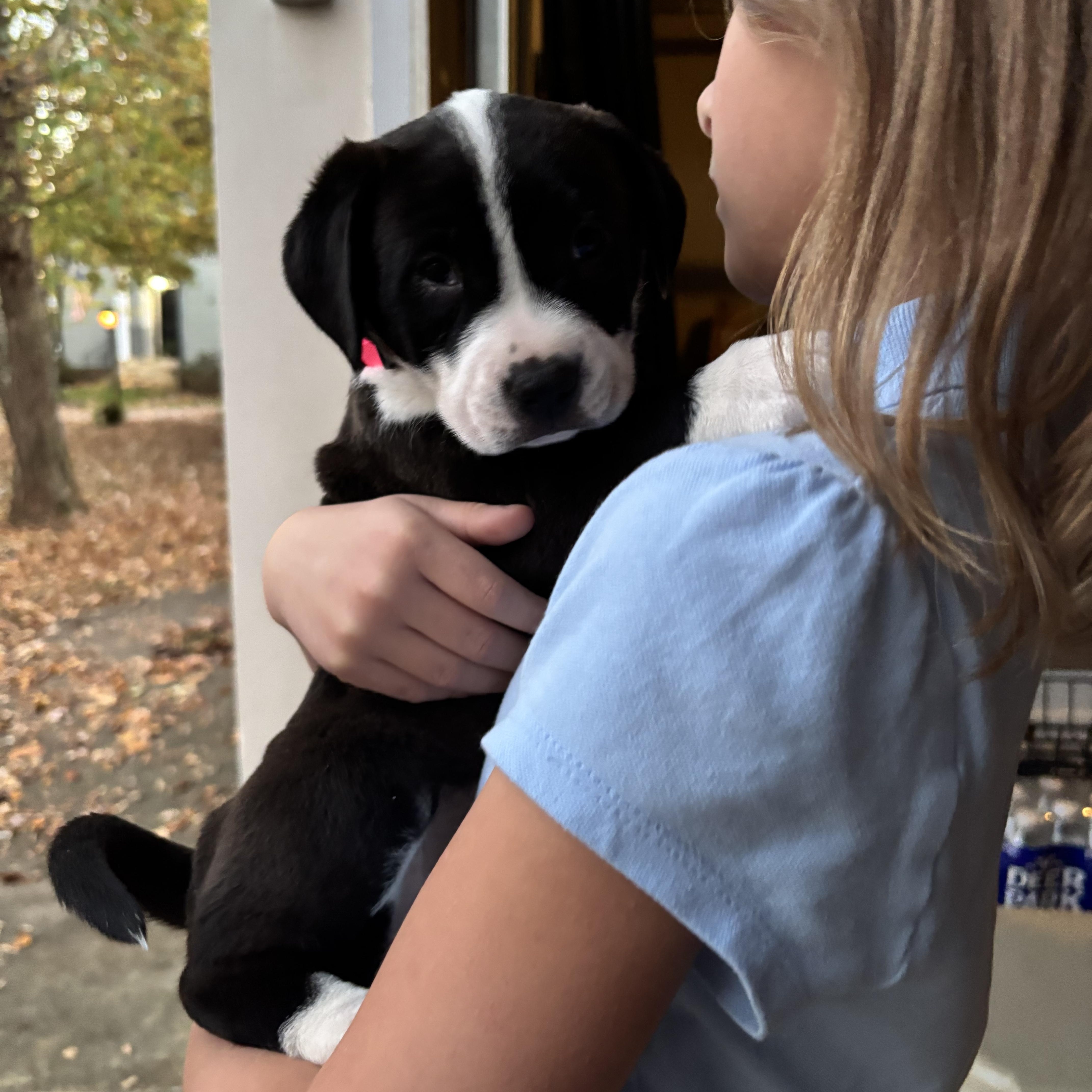 Enlarge Rosie, a Adoptable Mixed Breed in Charlotte, NC image 4/4