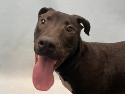 Laika, Adoptable, Adult Female Pit Bull Terrier & Mixed Breed.